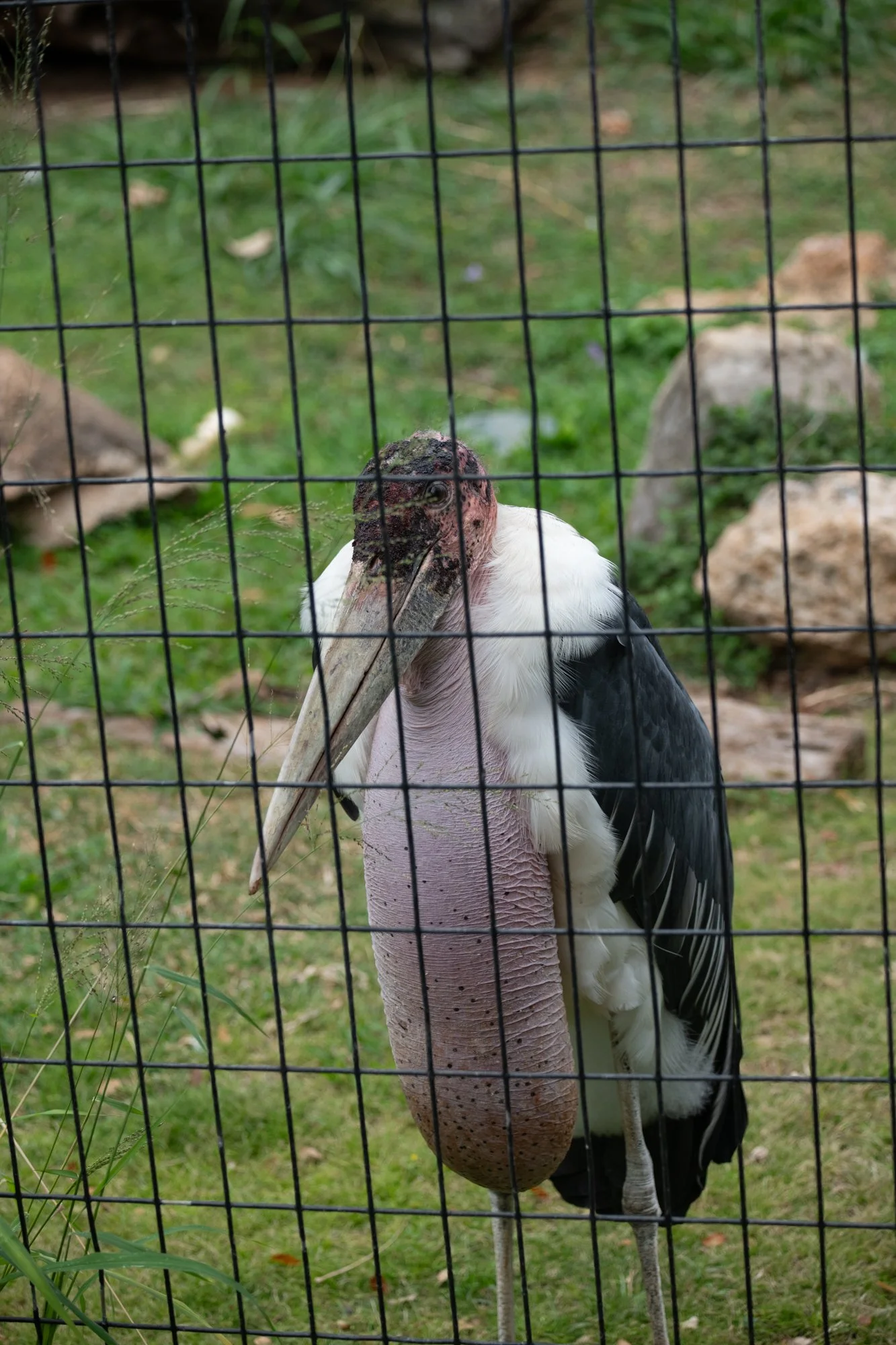 navidbaraty-honolulu-zoo-142.jpg