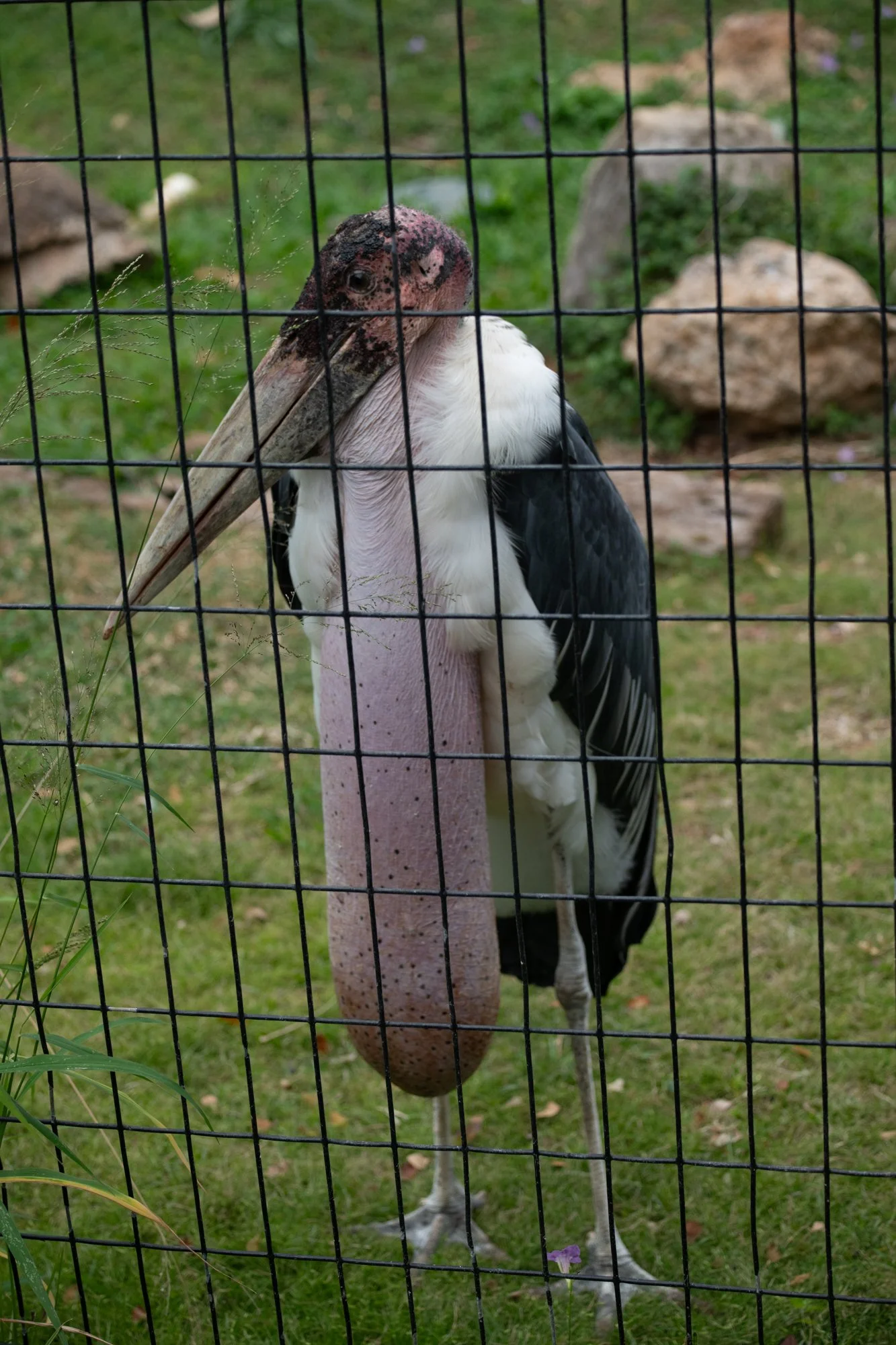 navidbaraty-honolulu-zoo-143.jpg