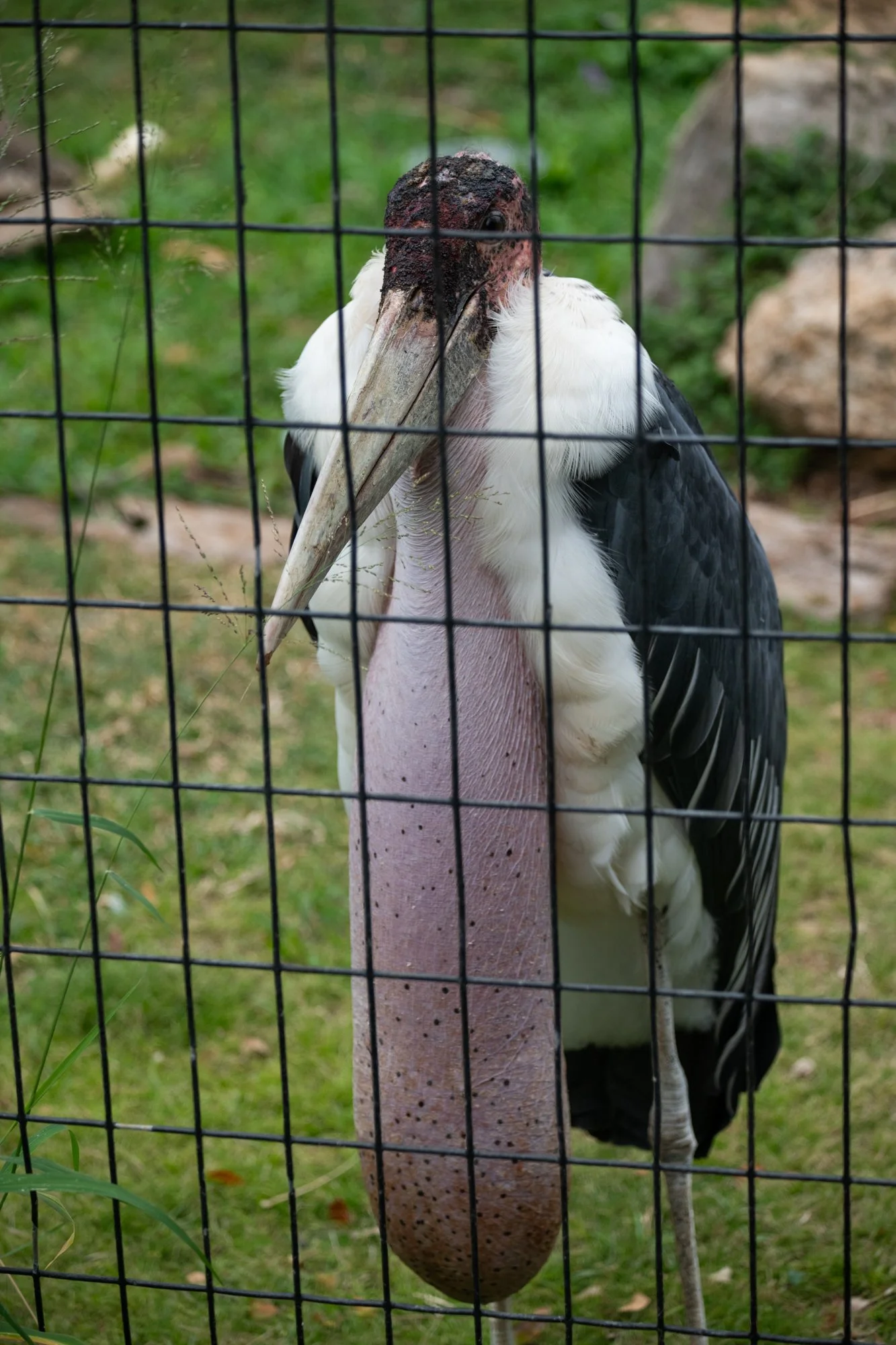 navidbaraty-honolulu-zoo-144.jpg