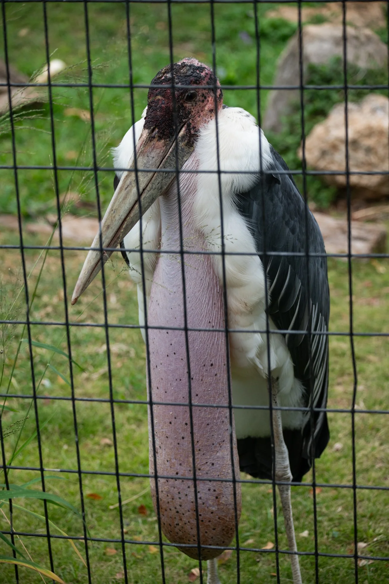 navidbaraty-honolulu-zoo-146.jpg