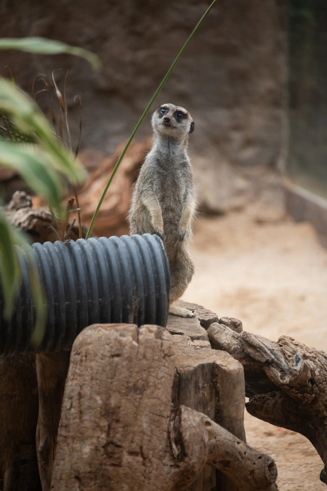 navidbaraty-honolulu-zoo-147.jpg