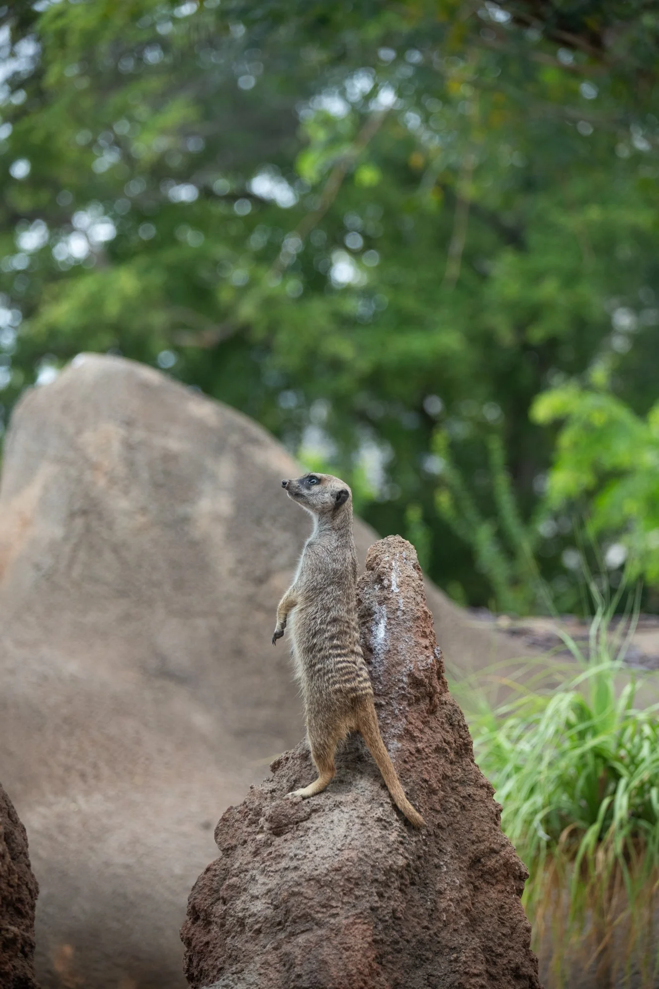 navidbaraty-honolulu-zoo-149.jpg