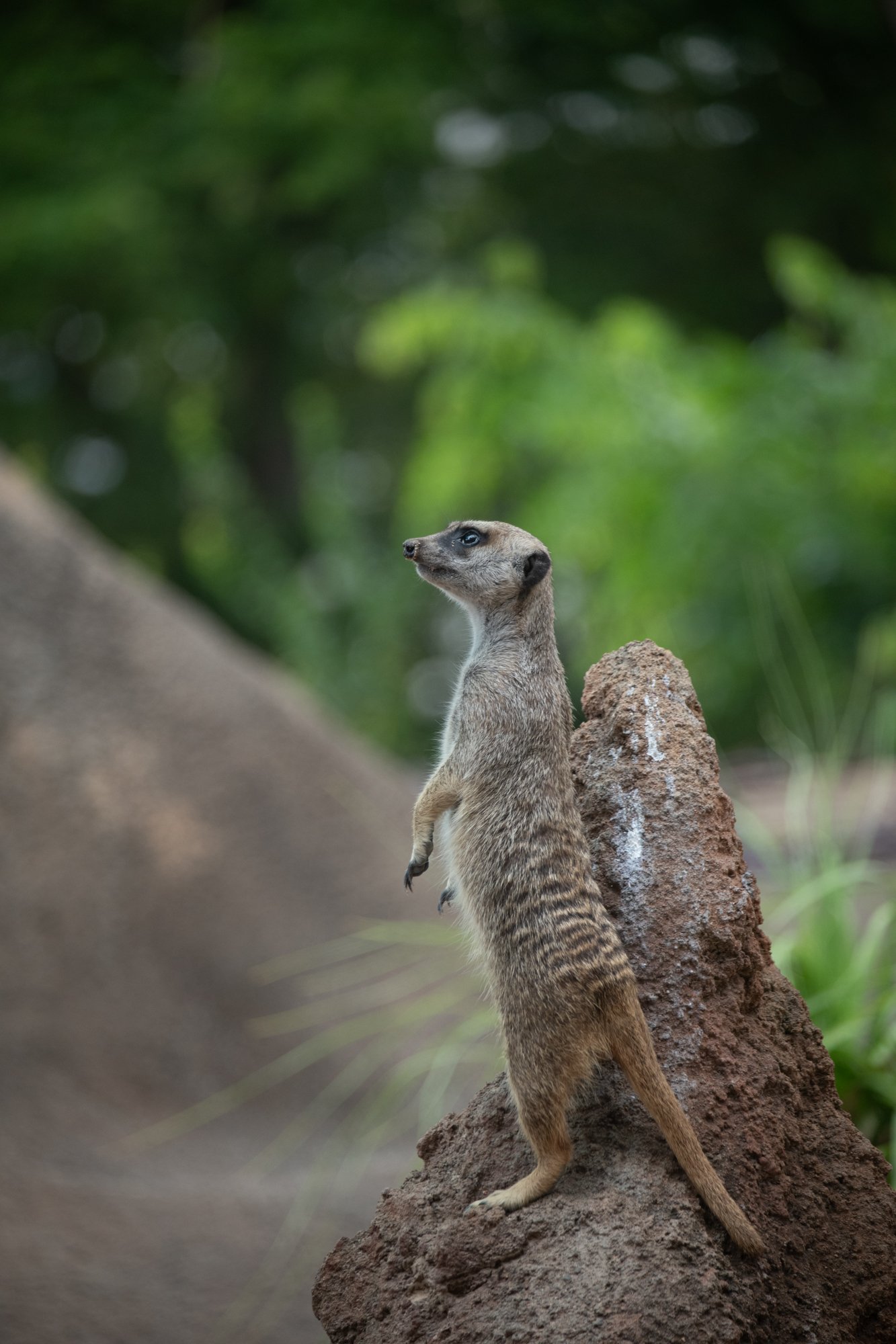 navidbaraty-honolulu-zoo-150.jpg