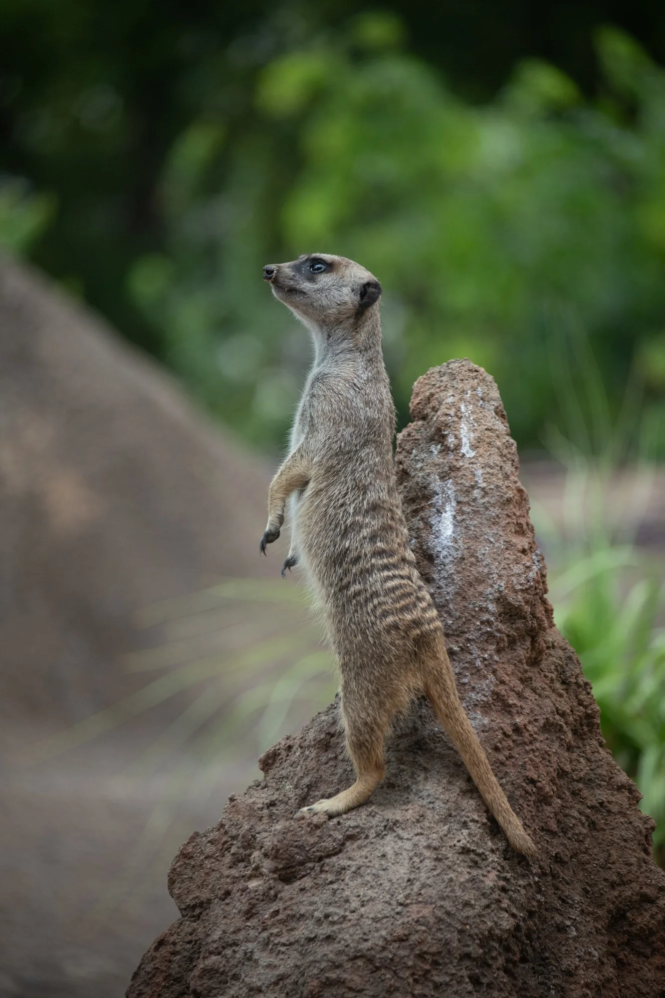 navidbaraty-honolulu-zoo-151.jpg