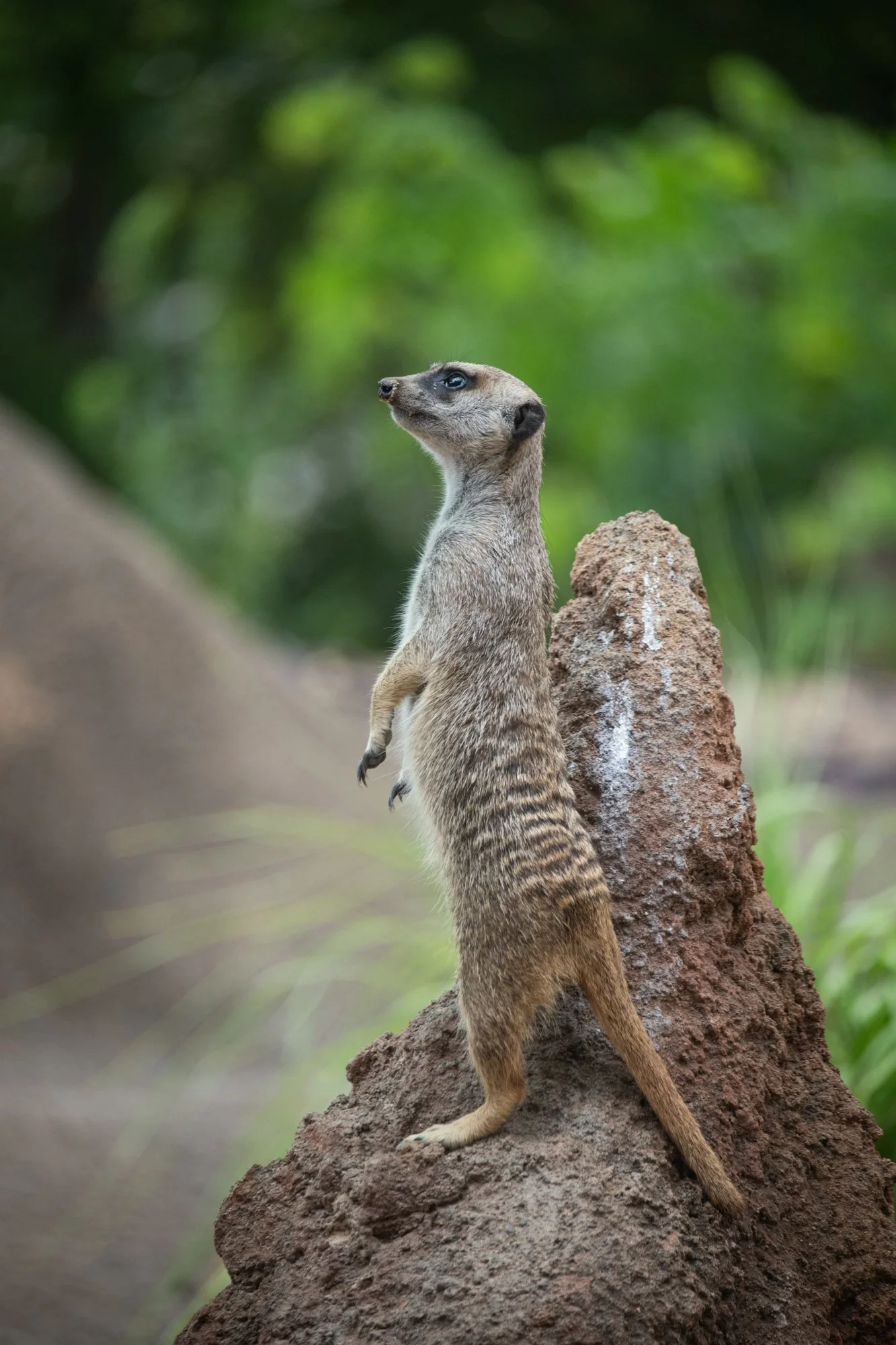 navidbaraty-honolulu-zoo-152.jpg