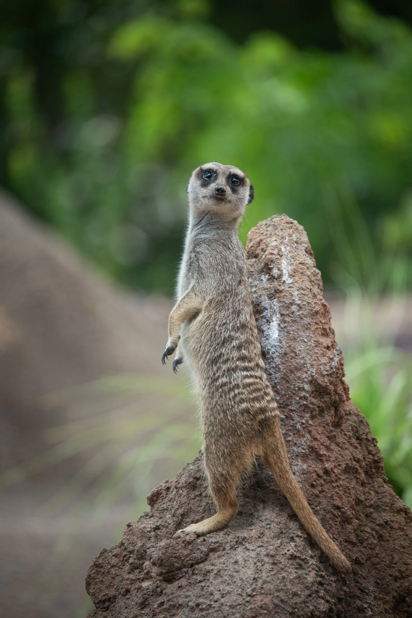 navidbaraty-honolulu-zoo-153.jpg