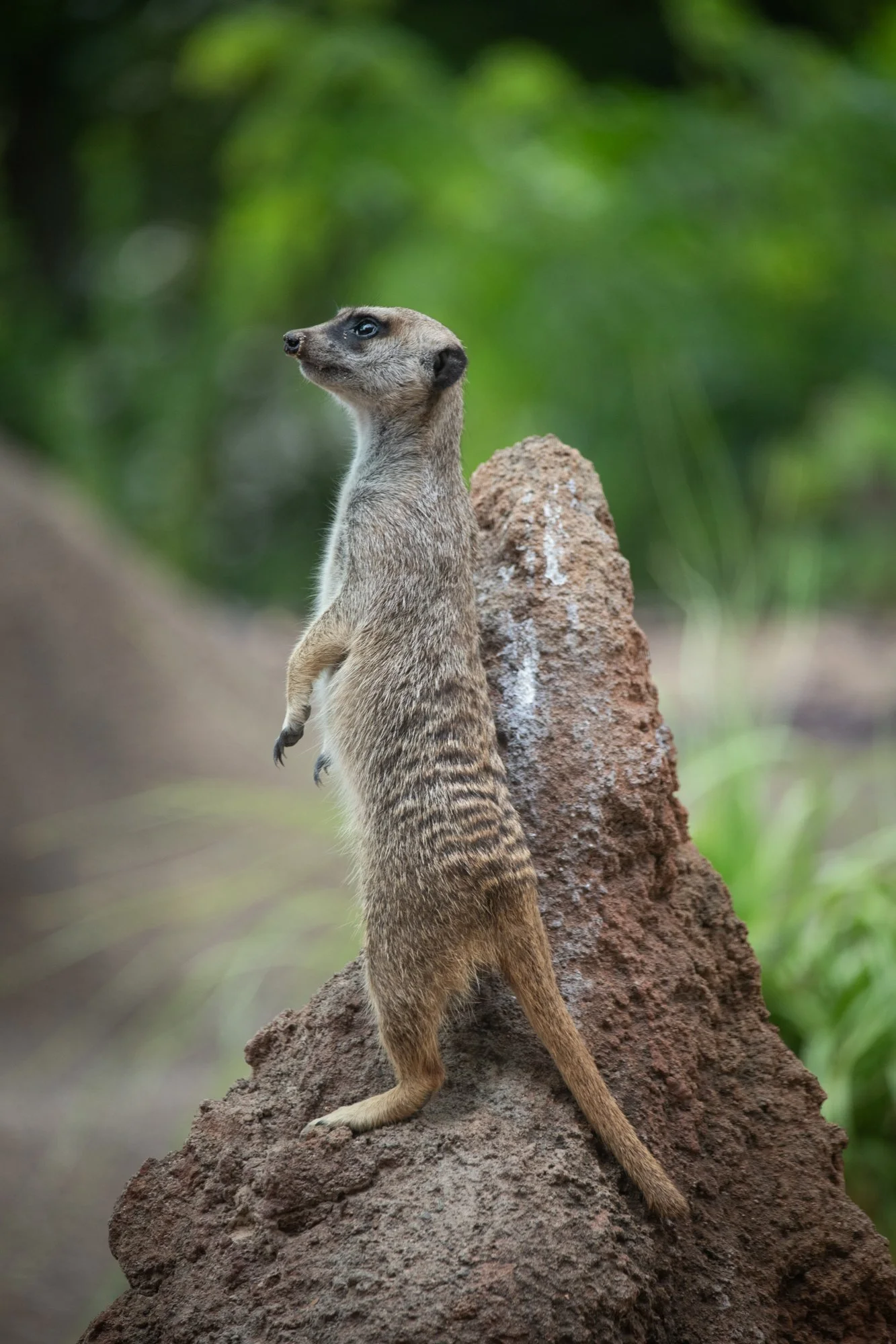 navidbaraty-honolulu-zoo-154.jpg