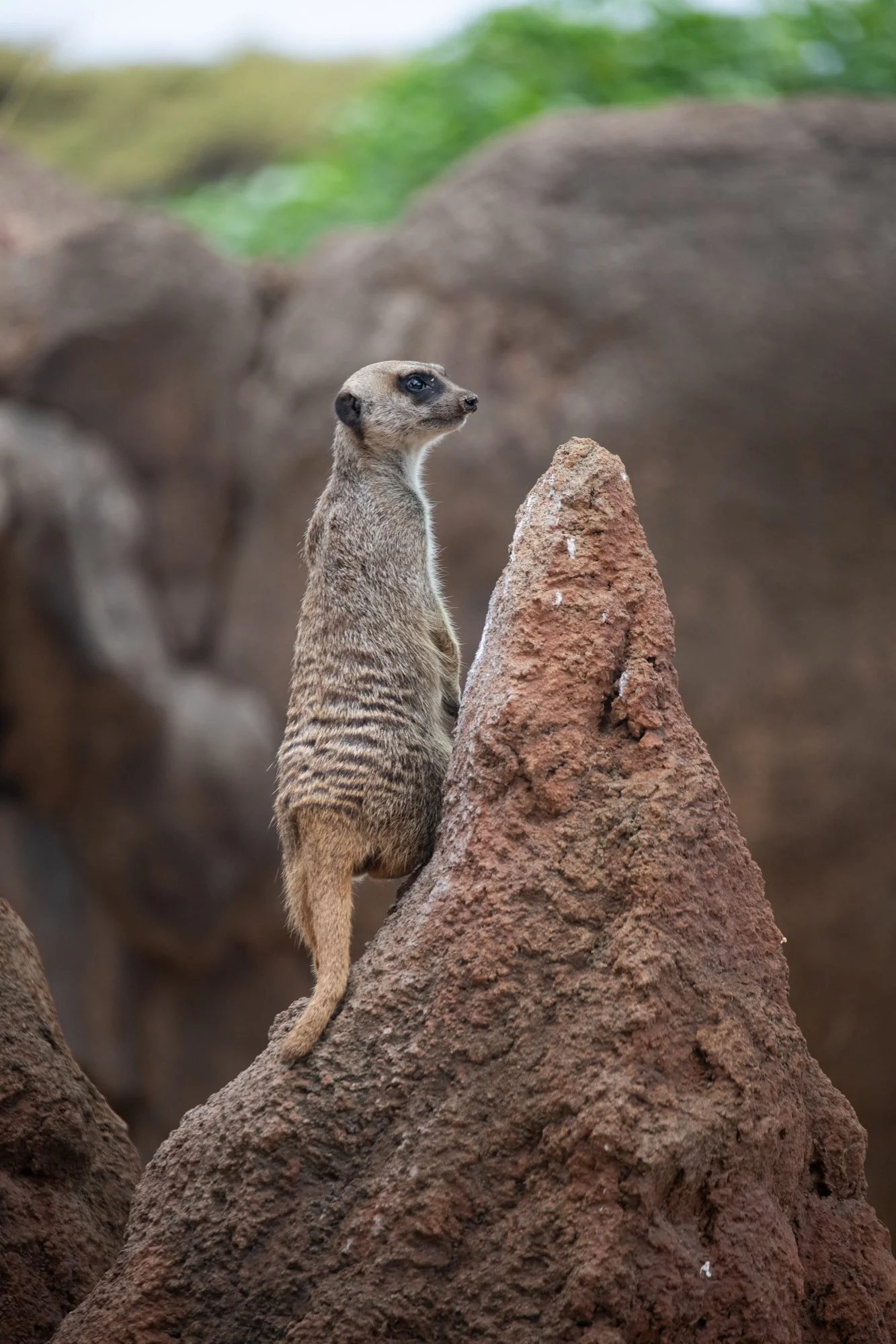 navidbaraty-honolulu-zoo-156.jpg