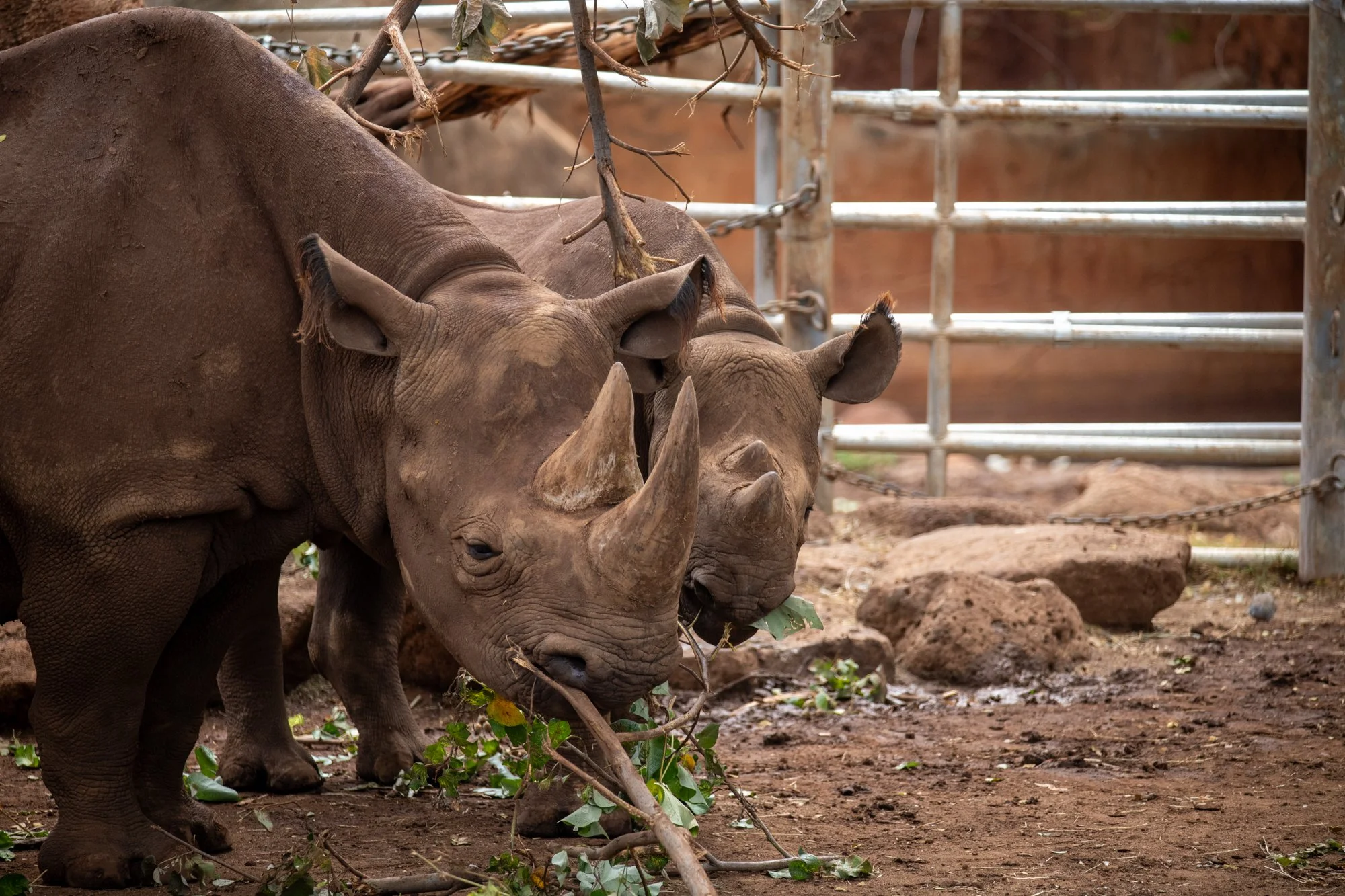 navidbaraty-honolulu-zoo-159.jpg