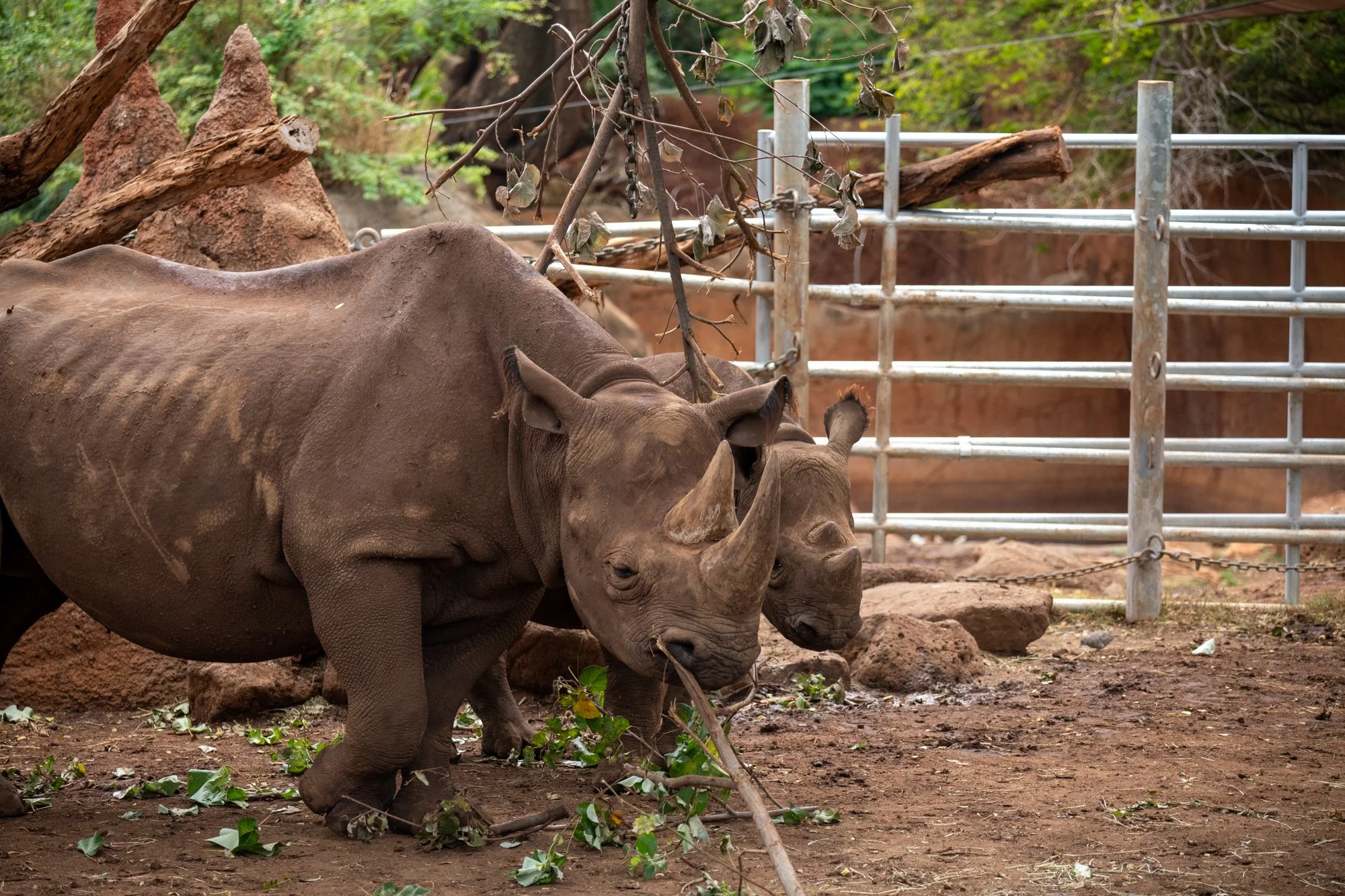 navidbaraty-honolulu-zoo-160.jpg