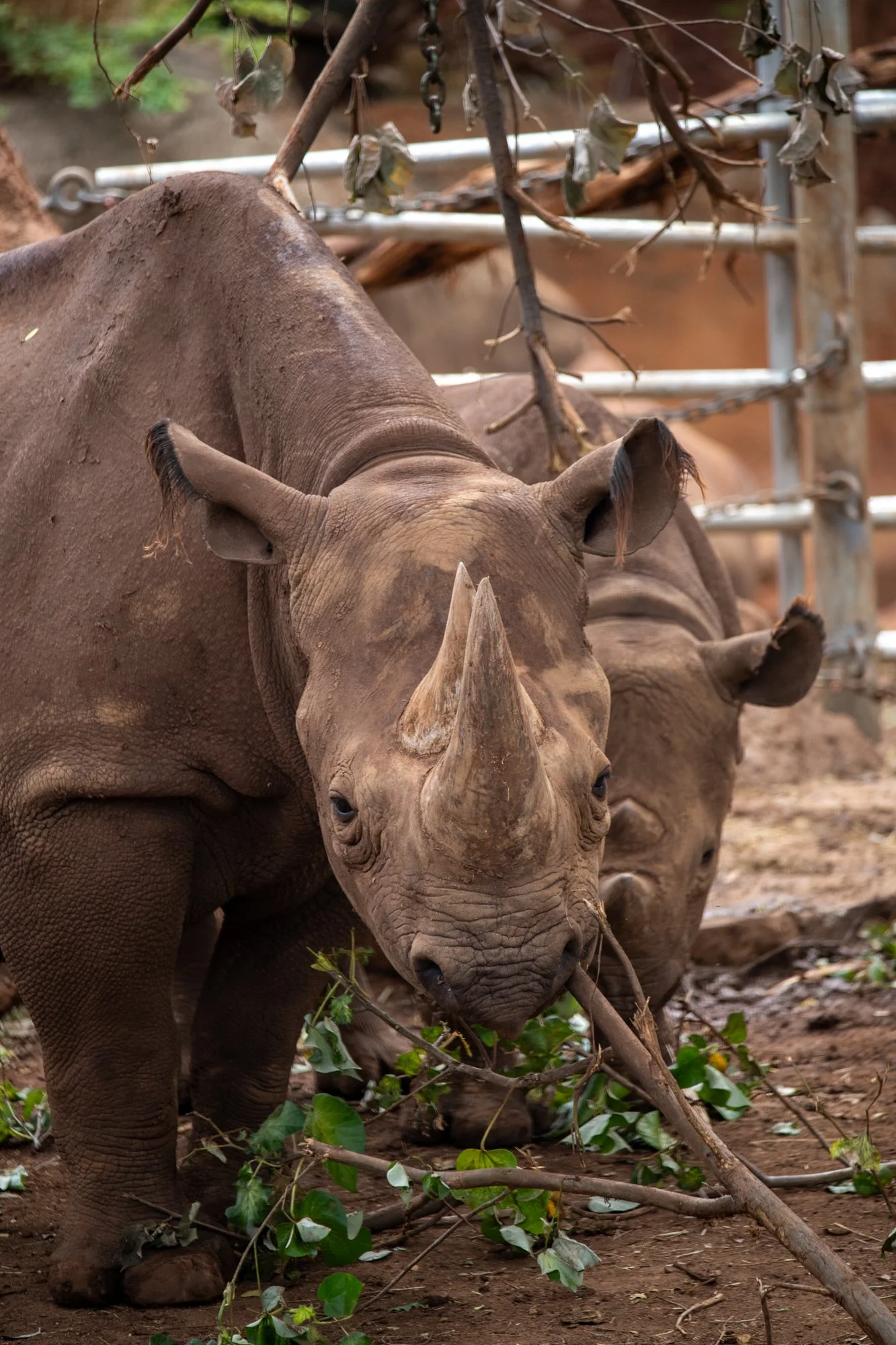 navidbaraty-honolulu-zoo-161.jpg