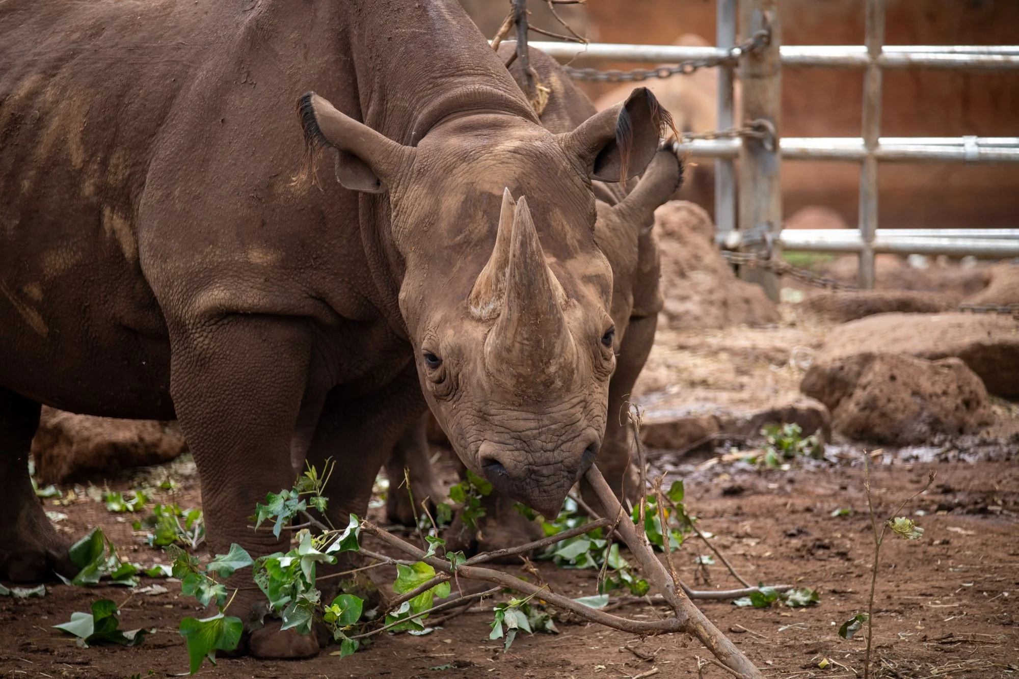 navidbaraty-honolulu-zoo-162.jpg