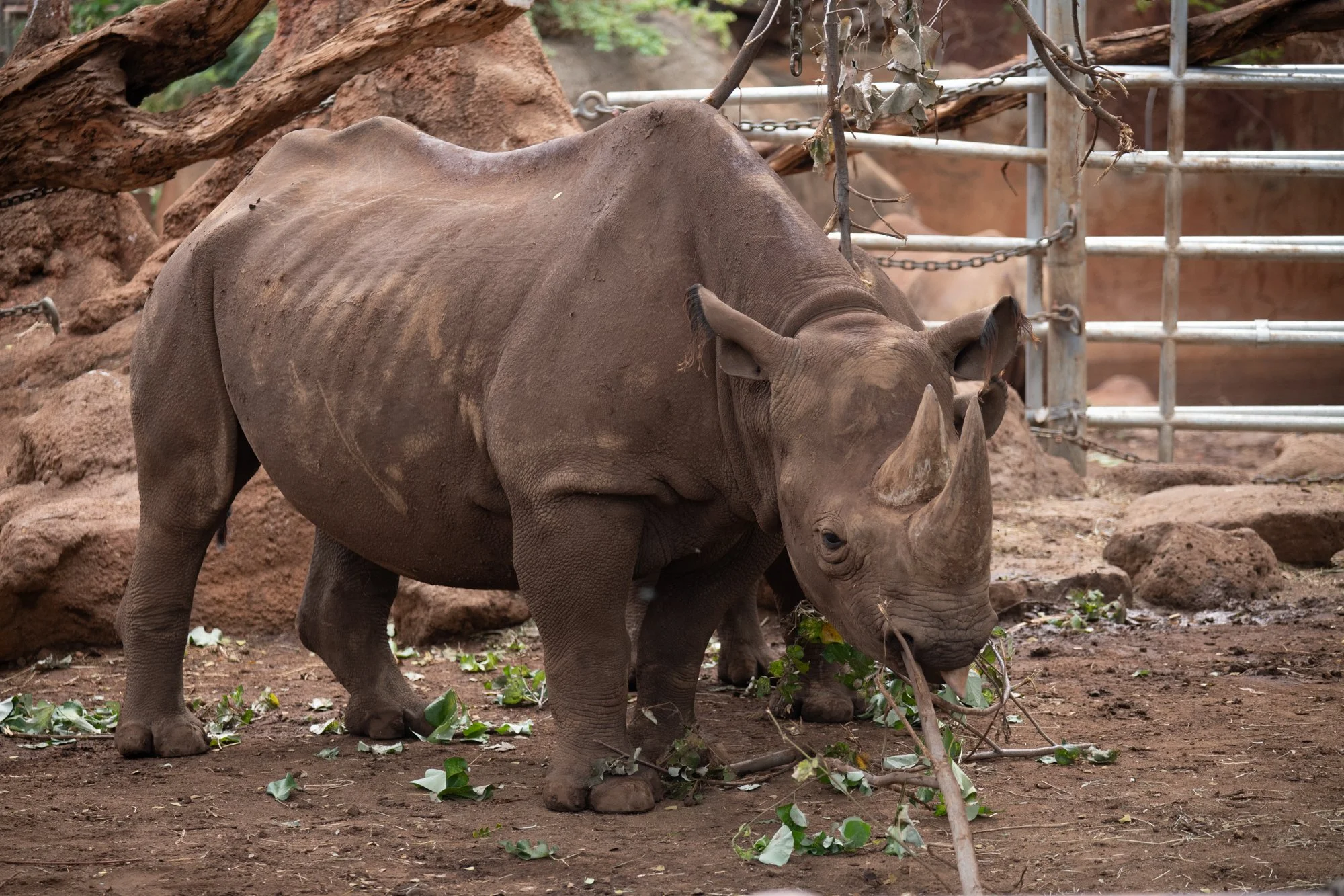 navidbaraty-honolulu-zoo-164.jpg