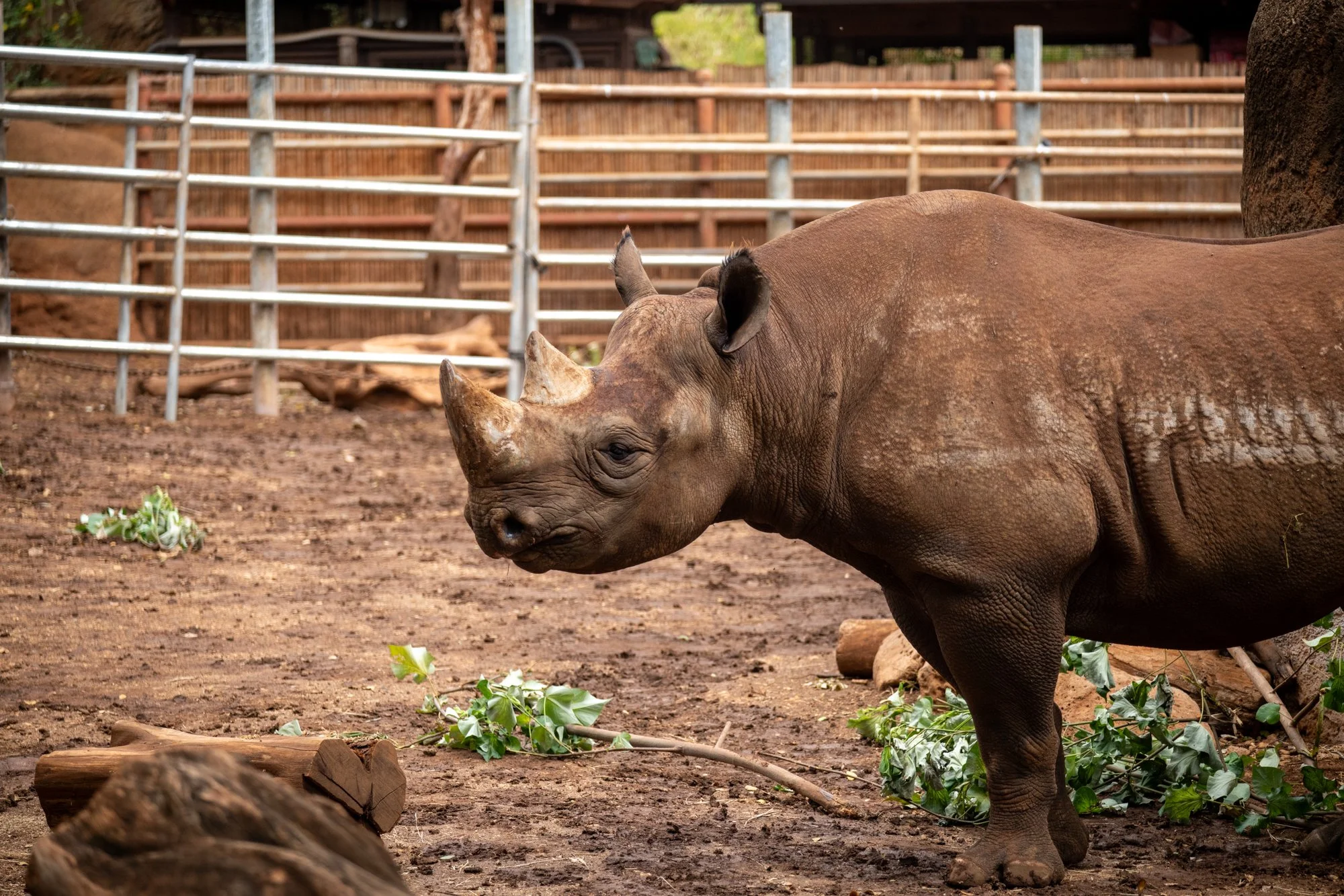 navidbaraty-honolulu-zoo-165.jpg