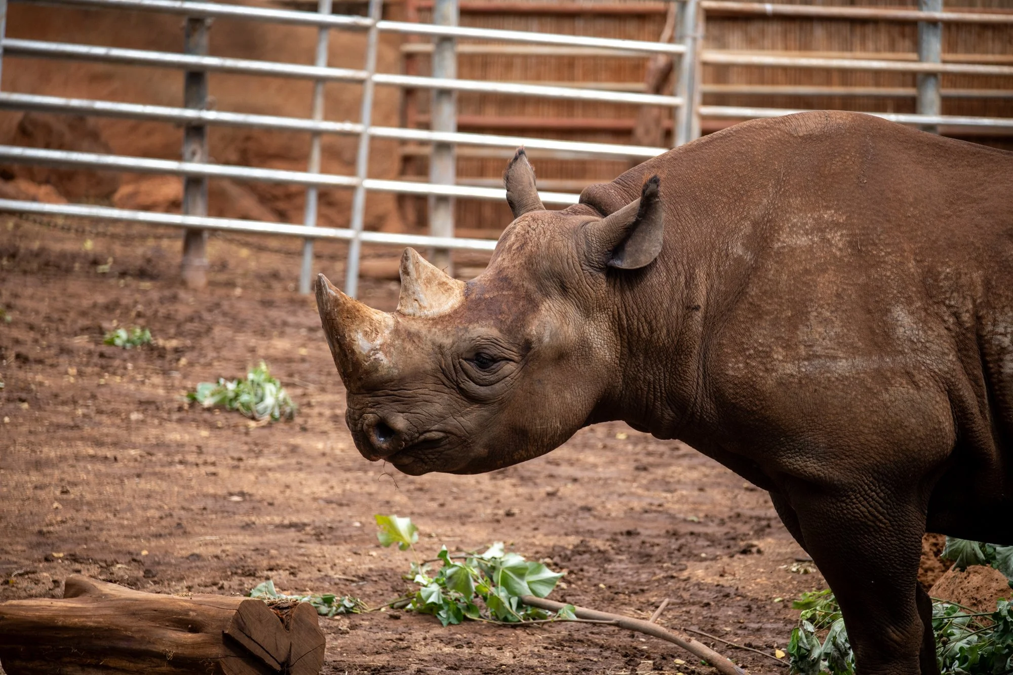 navidbaraty-honolulu-zoo-167.jpg