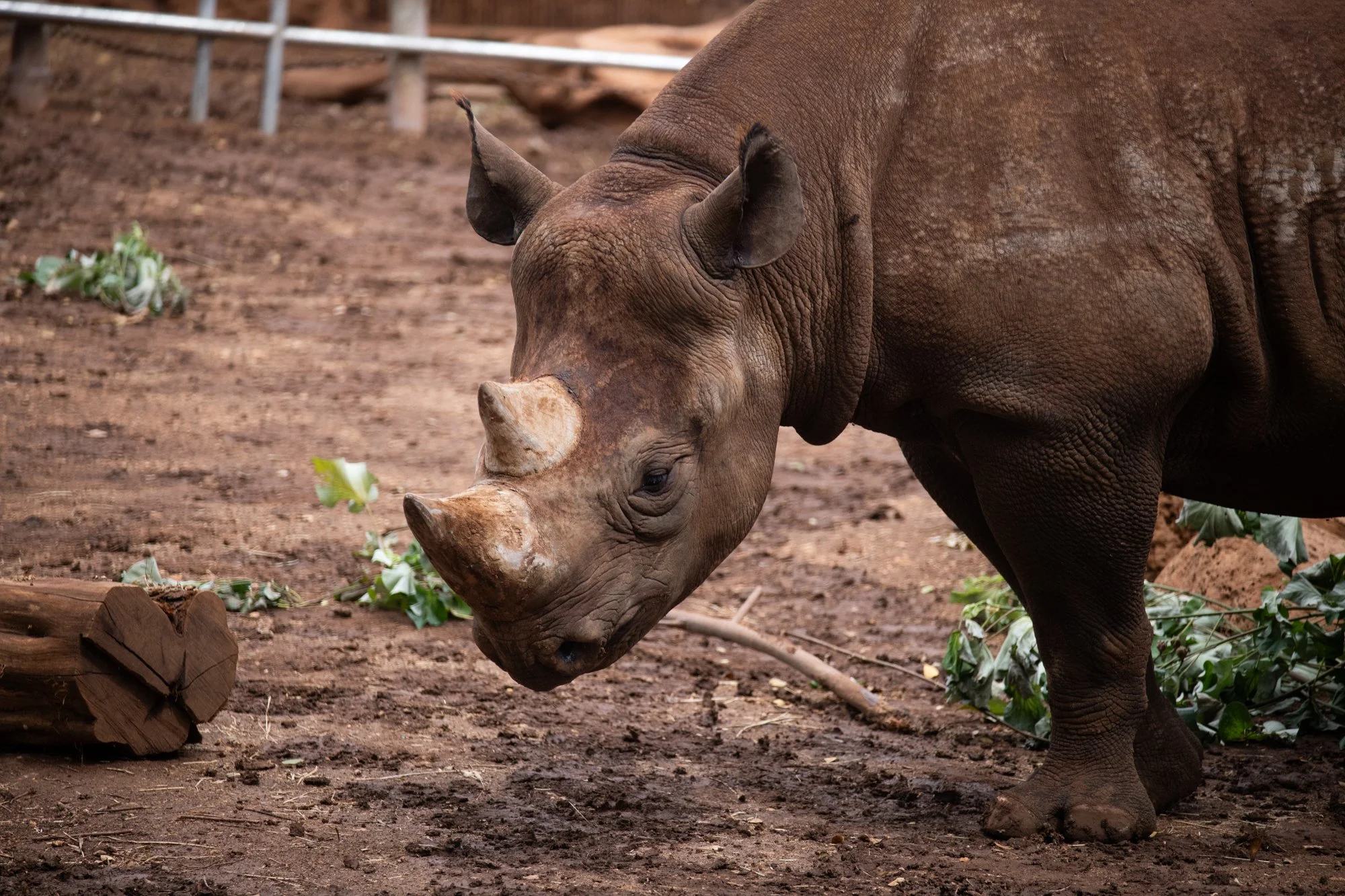 navidbaraty-honolulu-zoo-168.jpg