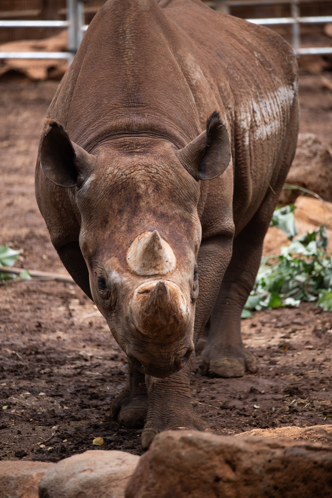 navidbaraty-honolulu-zoo-169.jpg