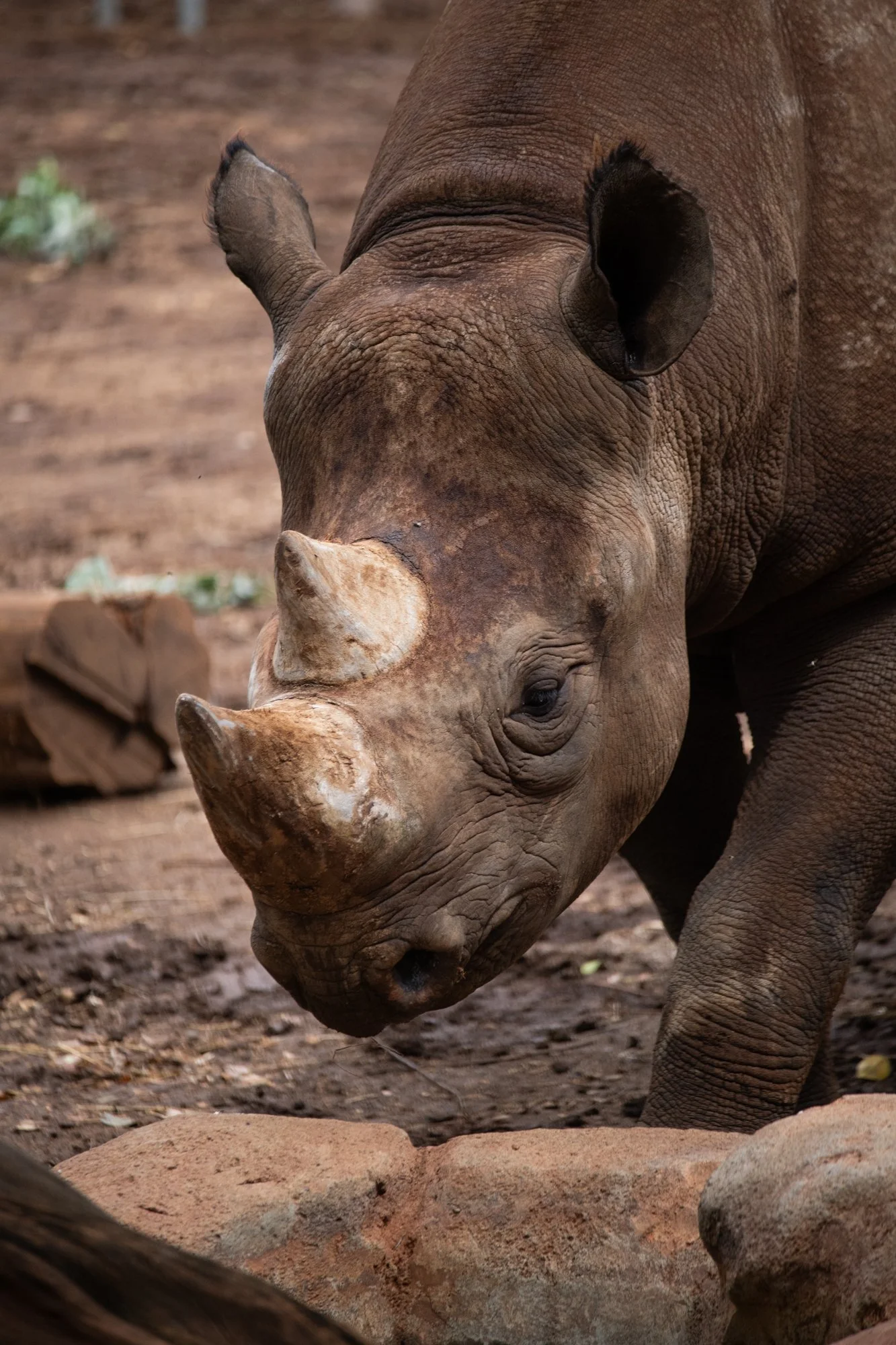 navidbaraty-honolulu-zoo-170.jpg