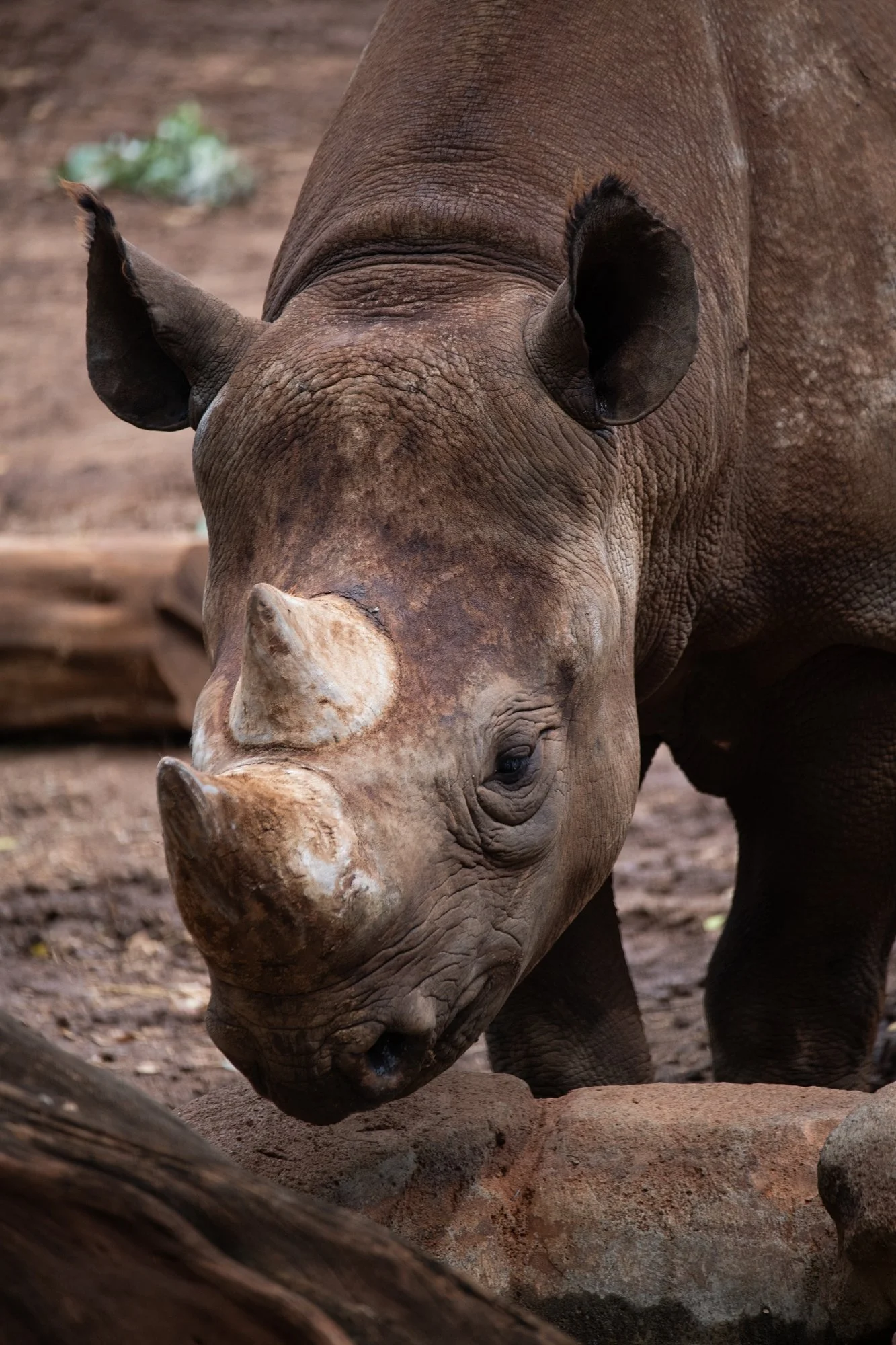 navidbaraty-honolulu-zoo-171.jpg
