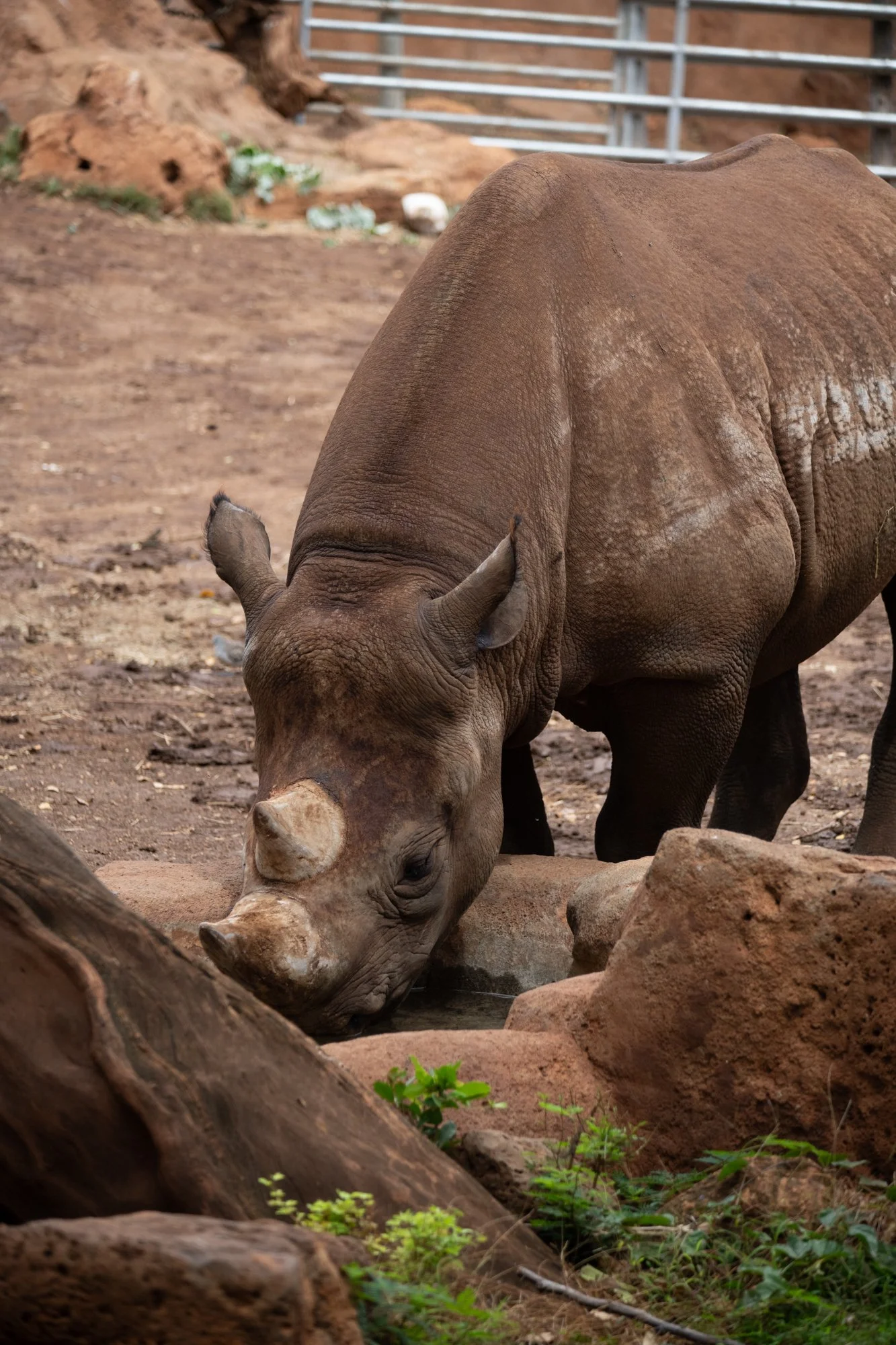 navidbaraty-honolulu-zoo-173.jpg