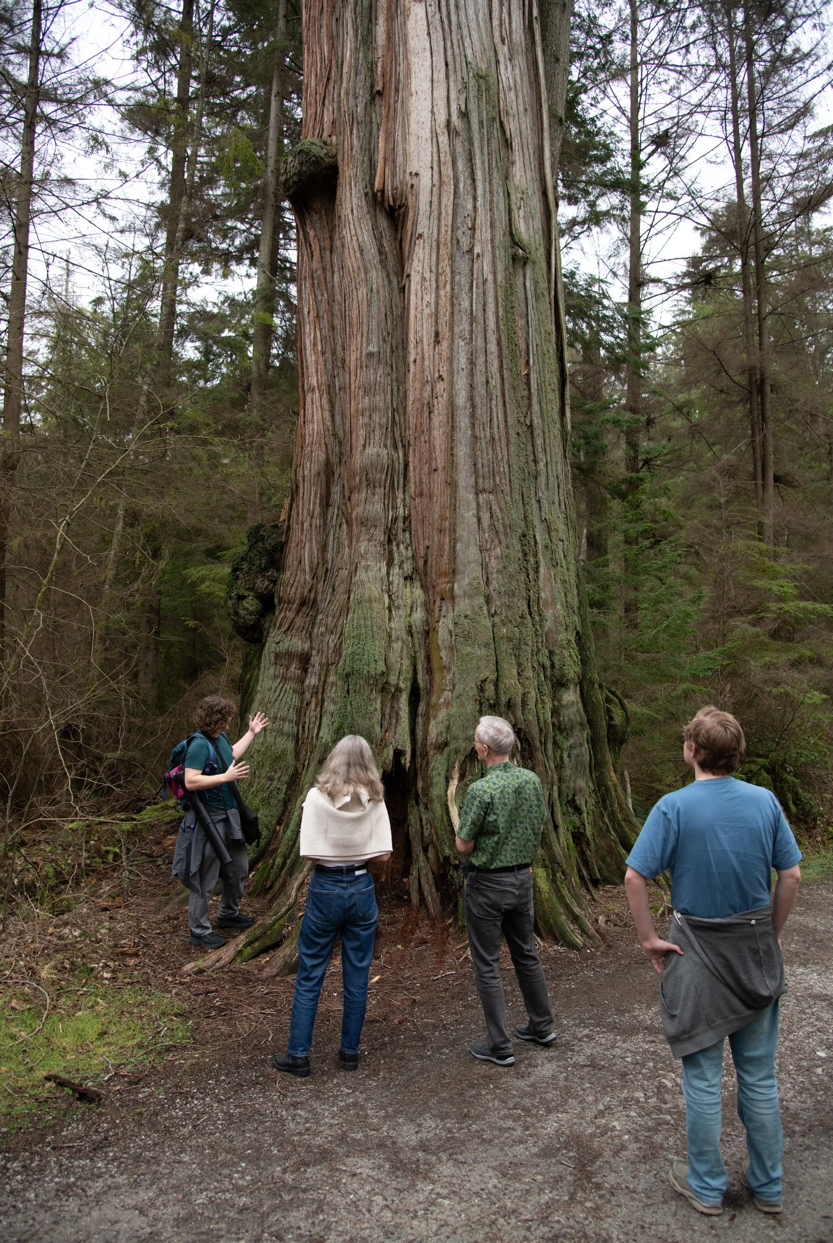 colin-ancient-trees-005.jpg