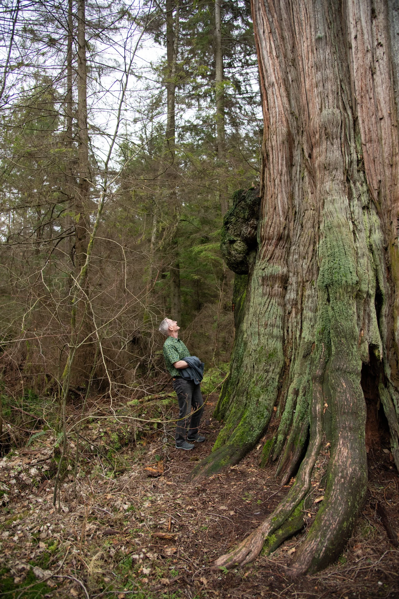 colin-ancient-trees-008.jpg