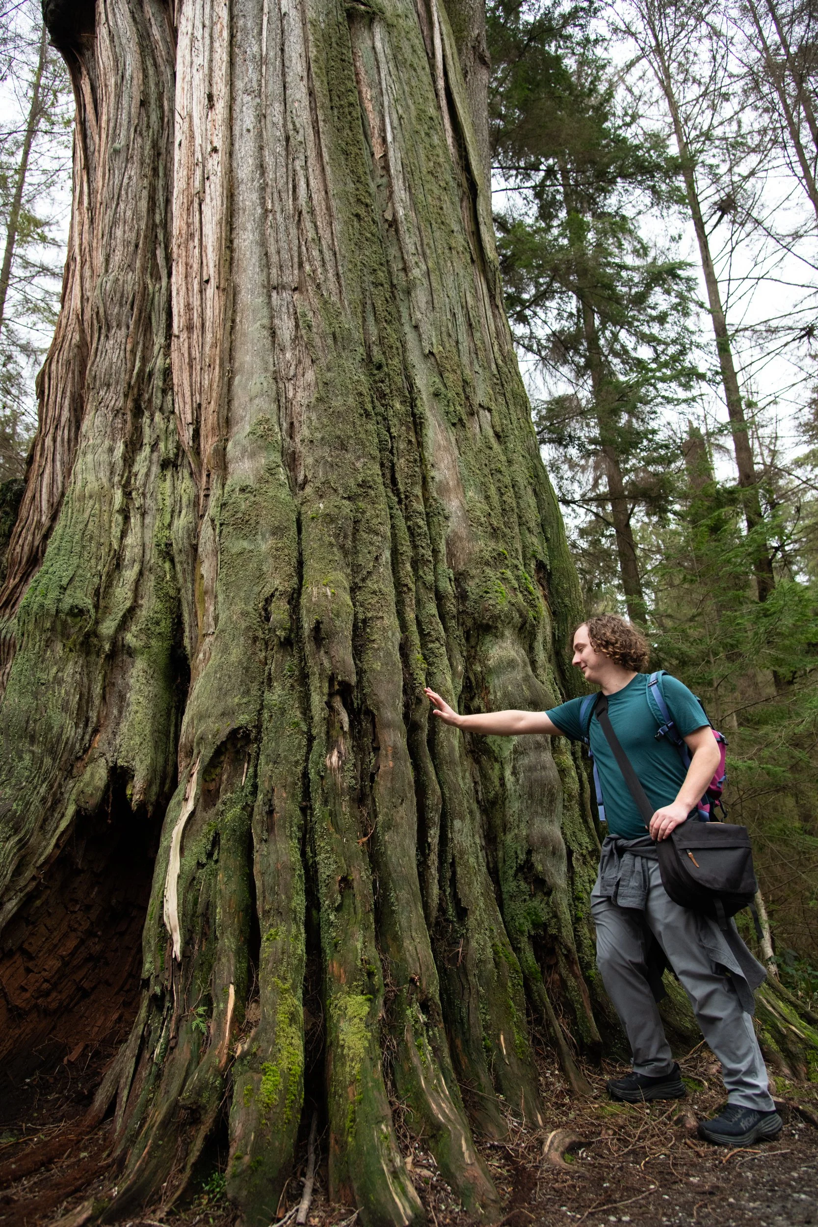 colin-ancient-trees-027.jpg