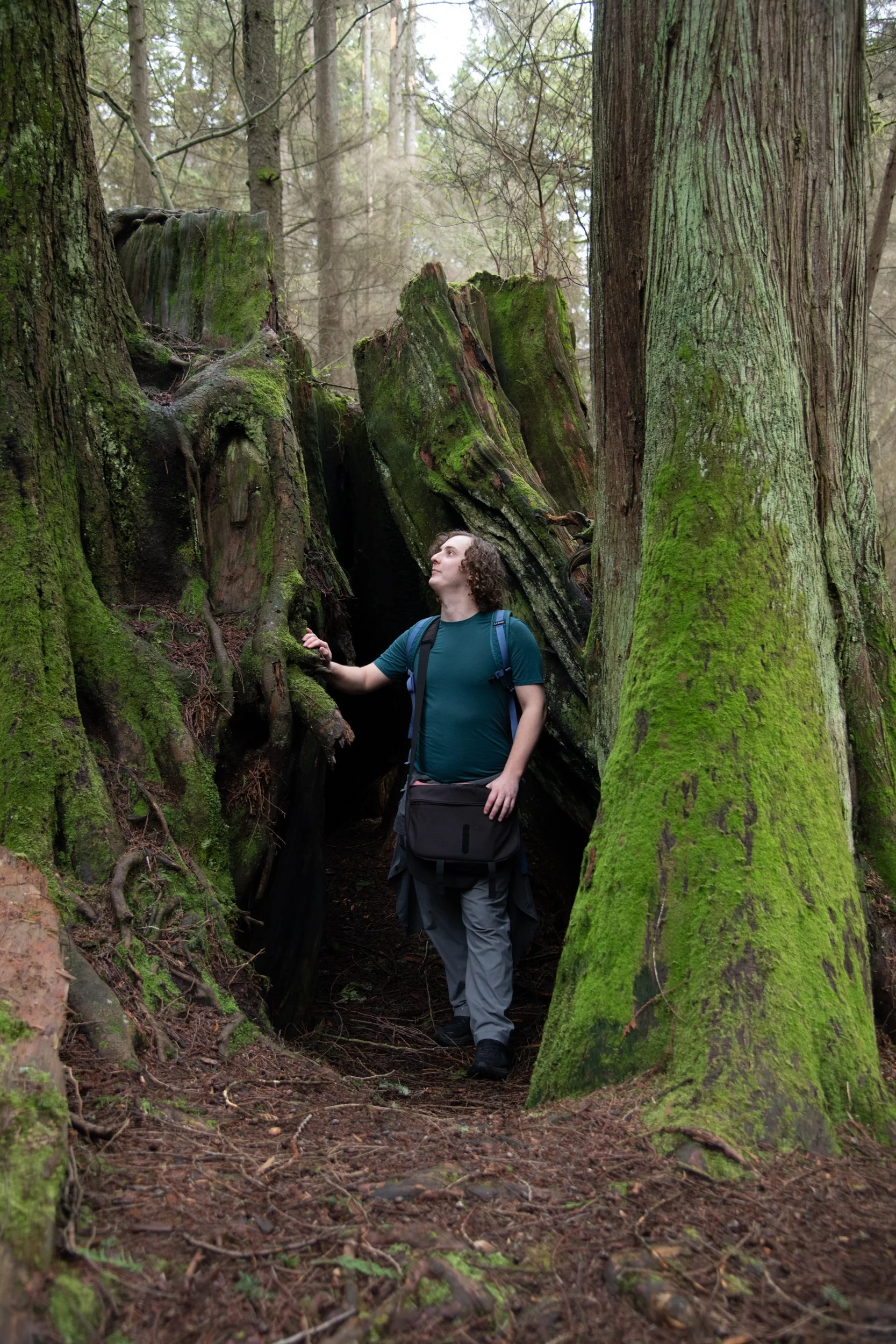 colin-ancient-trees-057.jpg