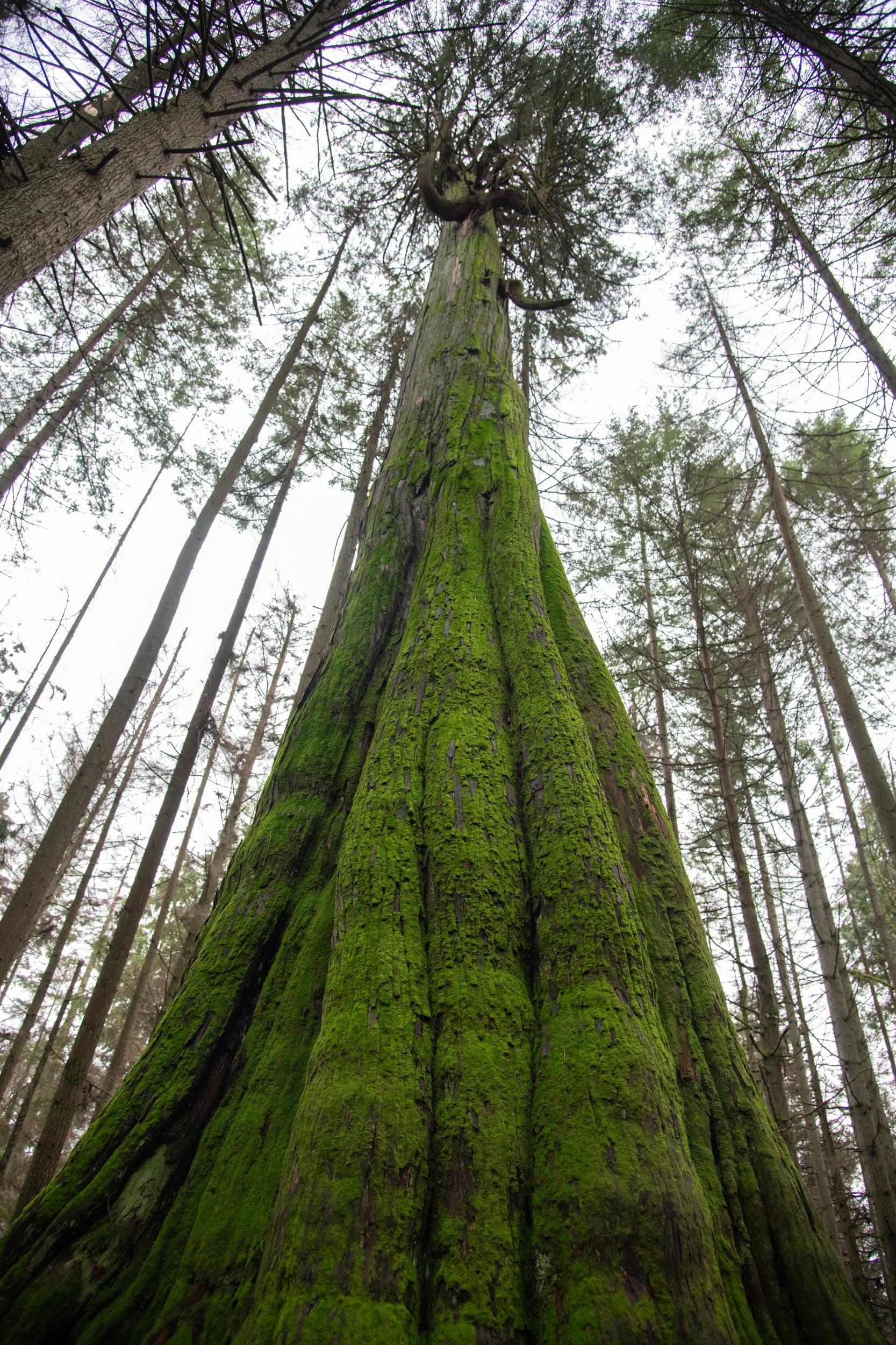 colin-ancient-trees-065.jpg