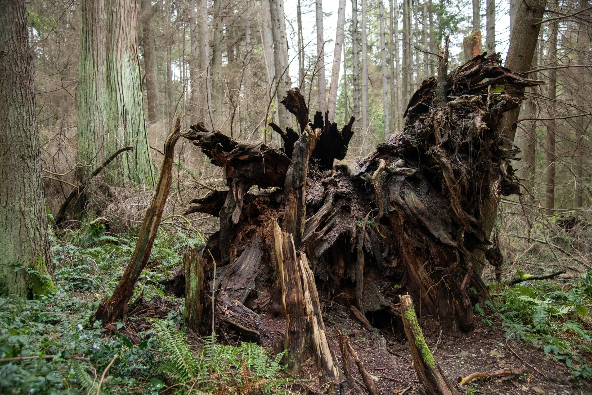 colin-ancient-trees-092.jpg