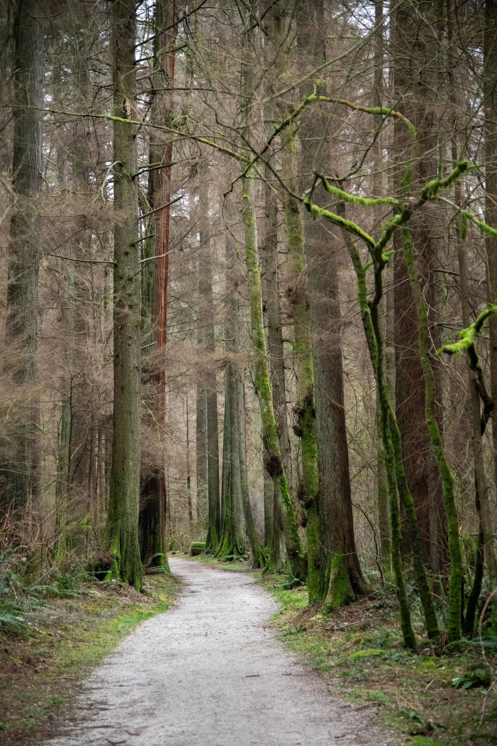 colin-ancient-trees-098.jpg