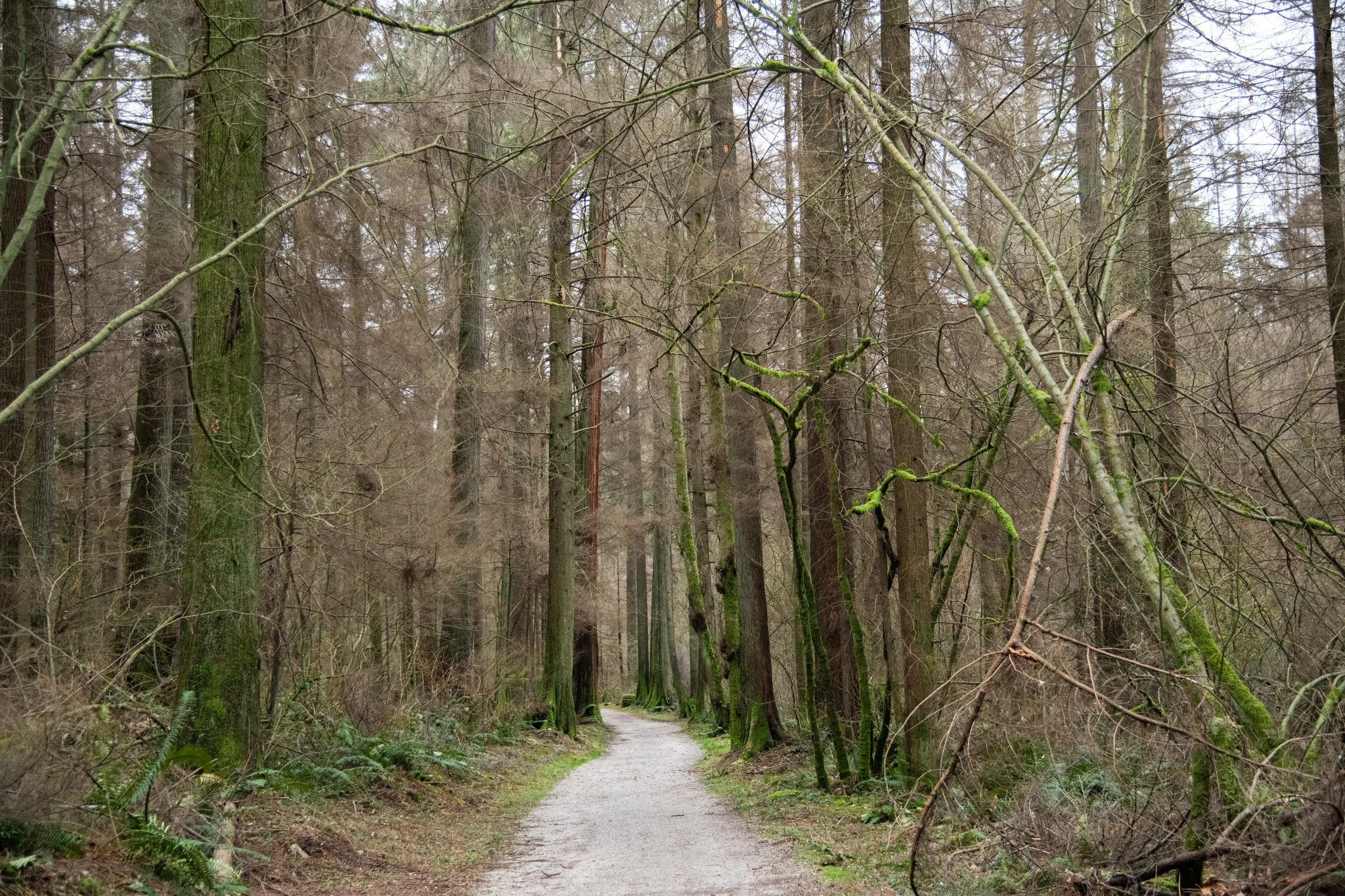 colin-ancient-trees-099.jpg
