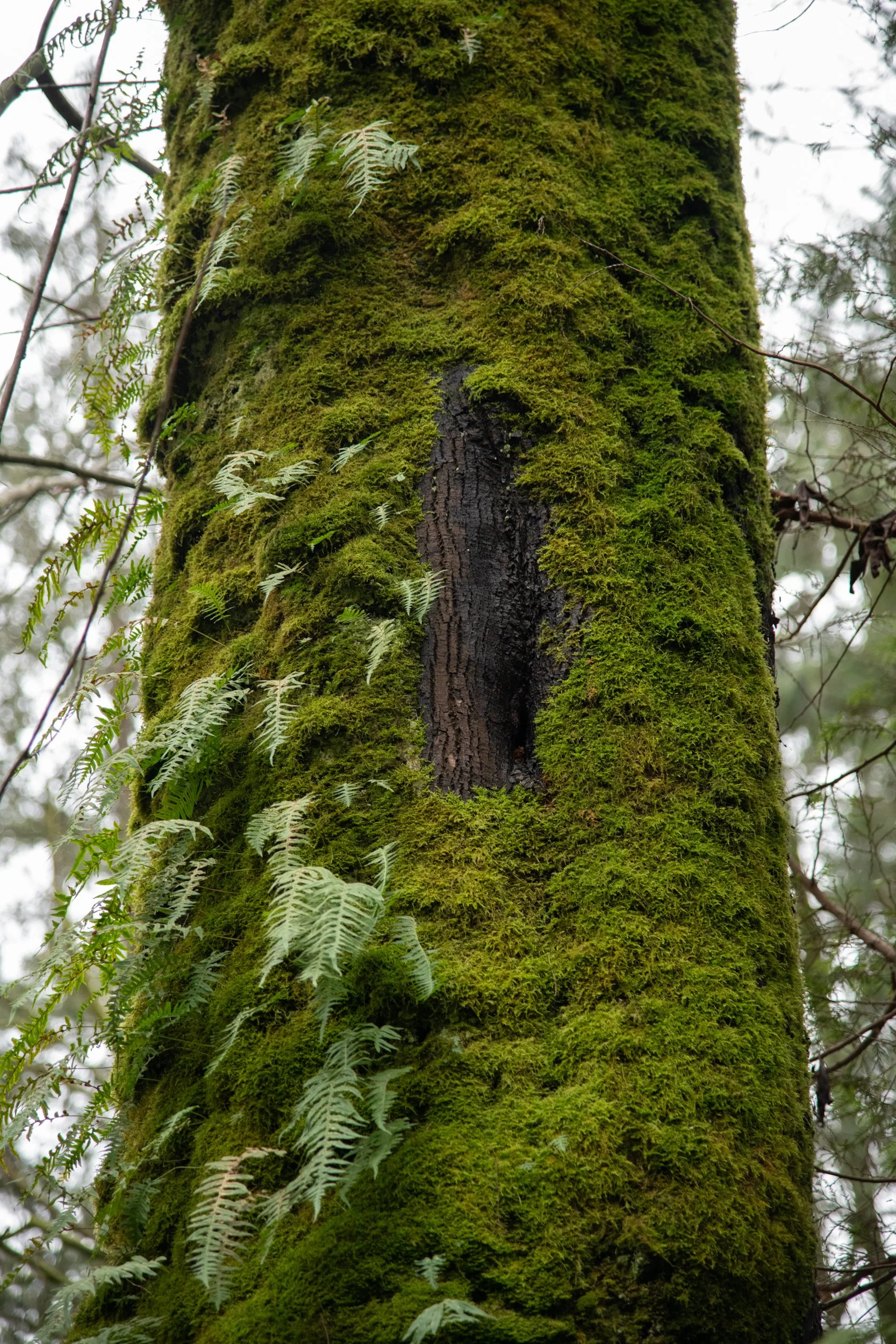 colin-ancient-trees-106.jpg