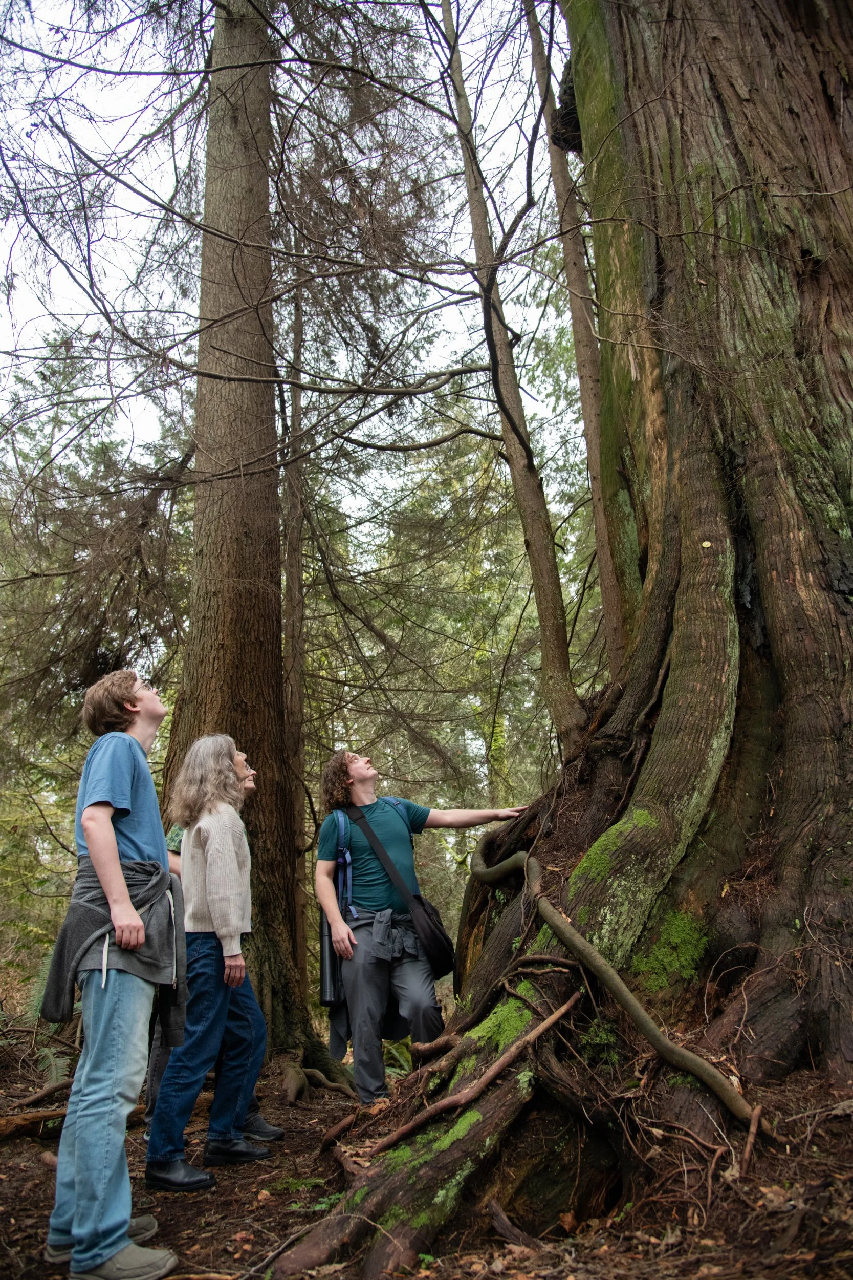 colin-ancient-trees-120.jpg