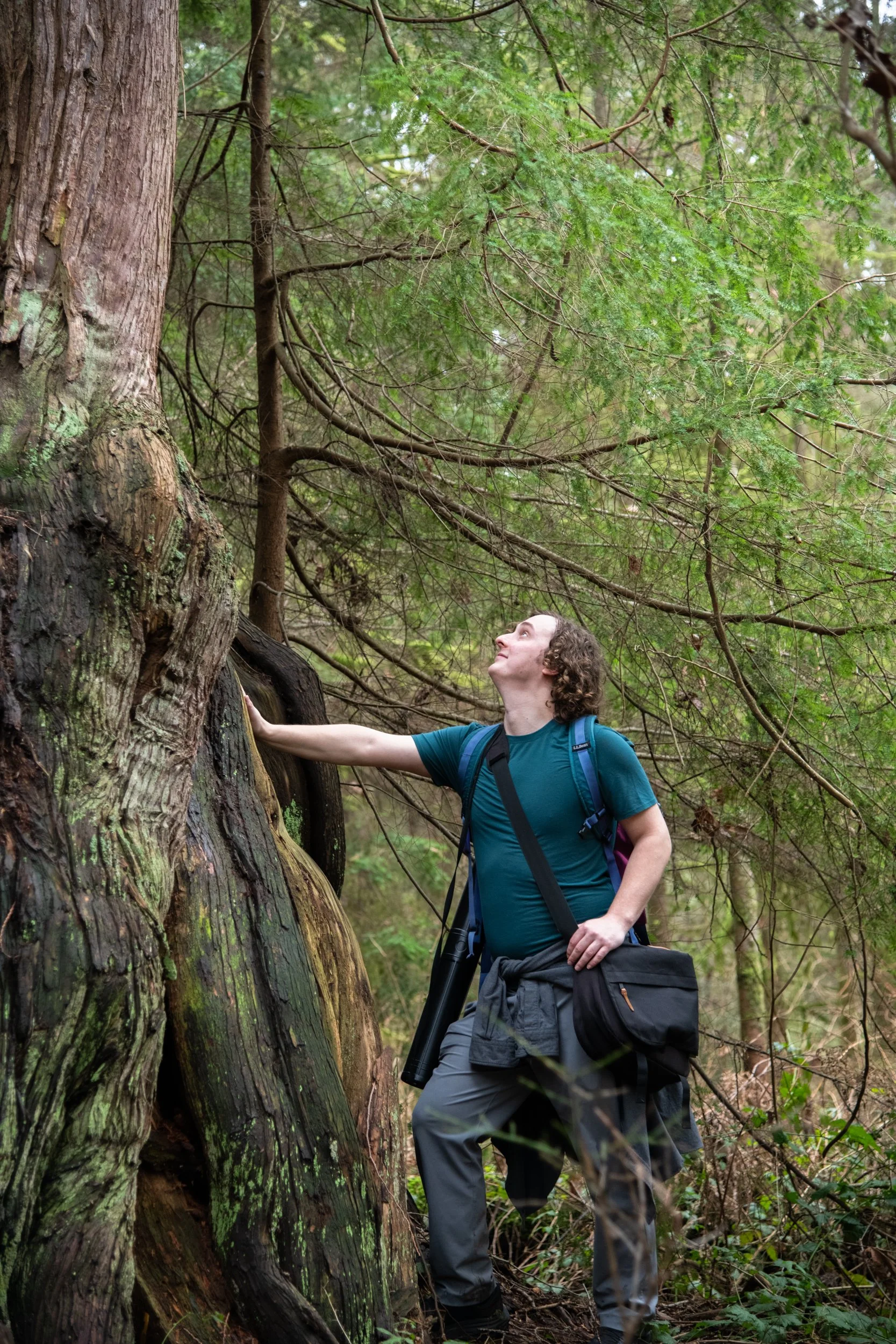 colin-ancient-trees-130.jpg