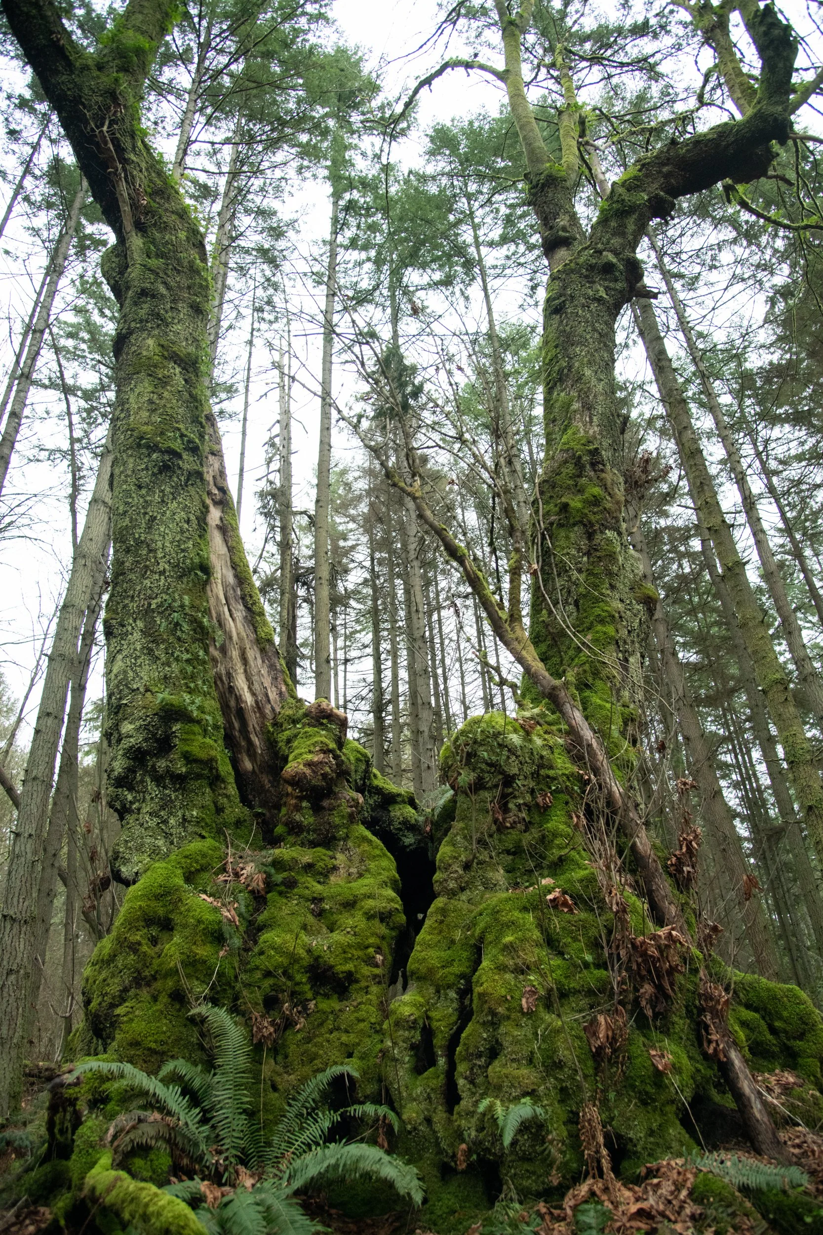 colin-ancient-trees-150.jpg