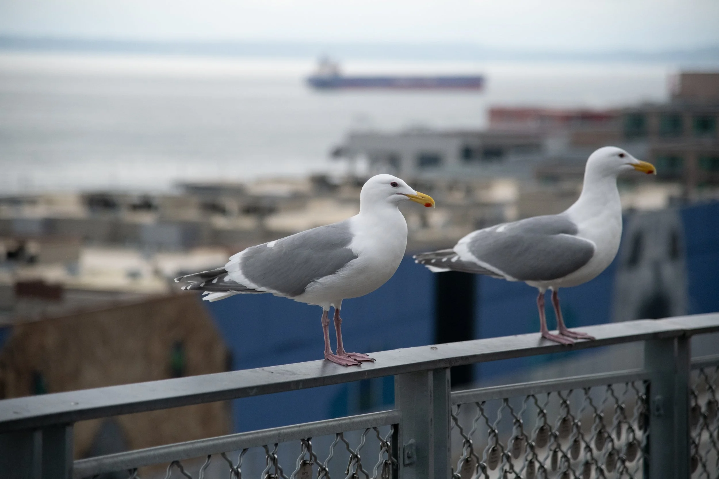 caela-pikeplacemarket-211.jpg