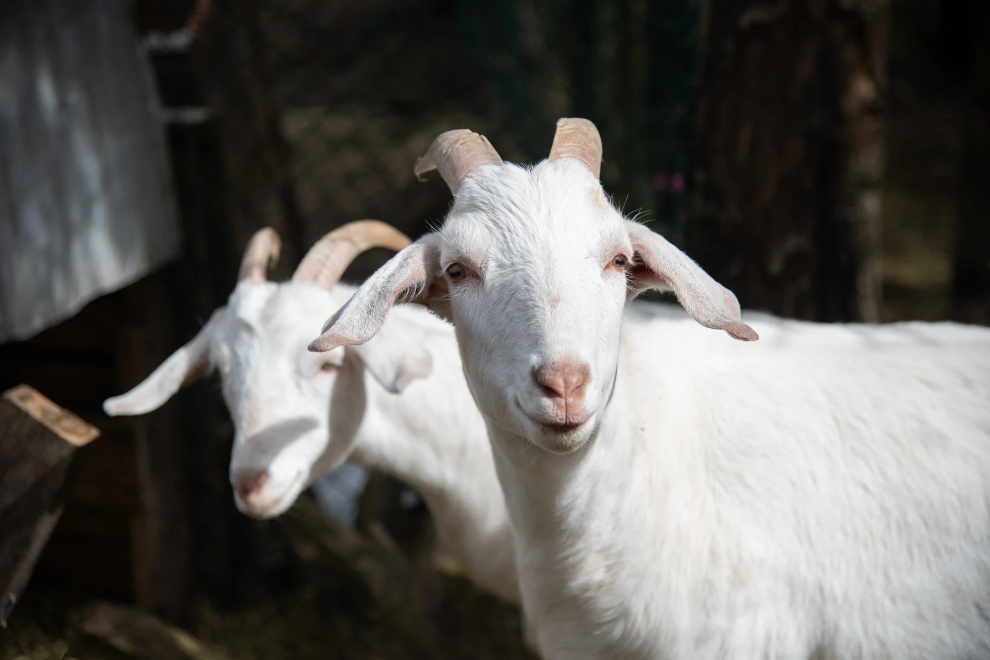 mapleheartranch-goats-001.jpg
