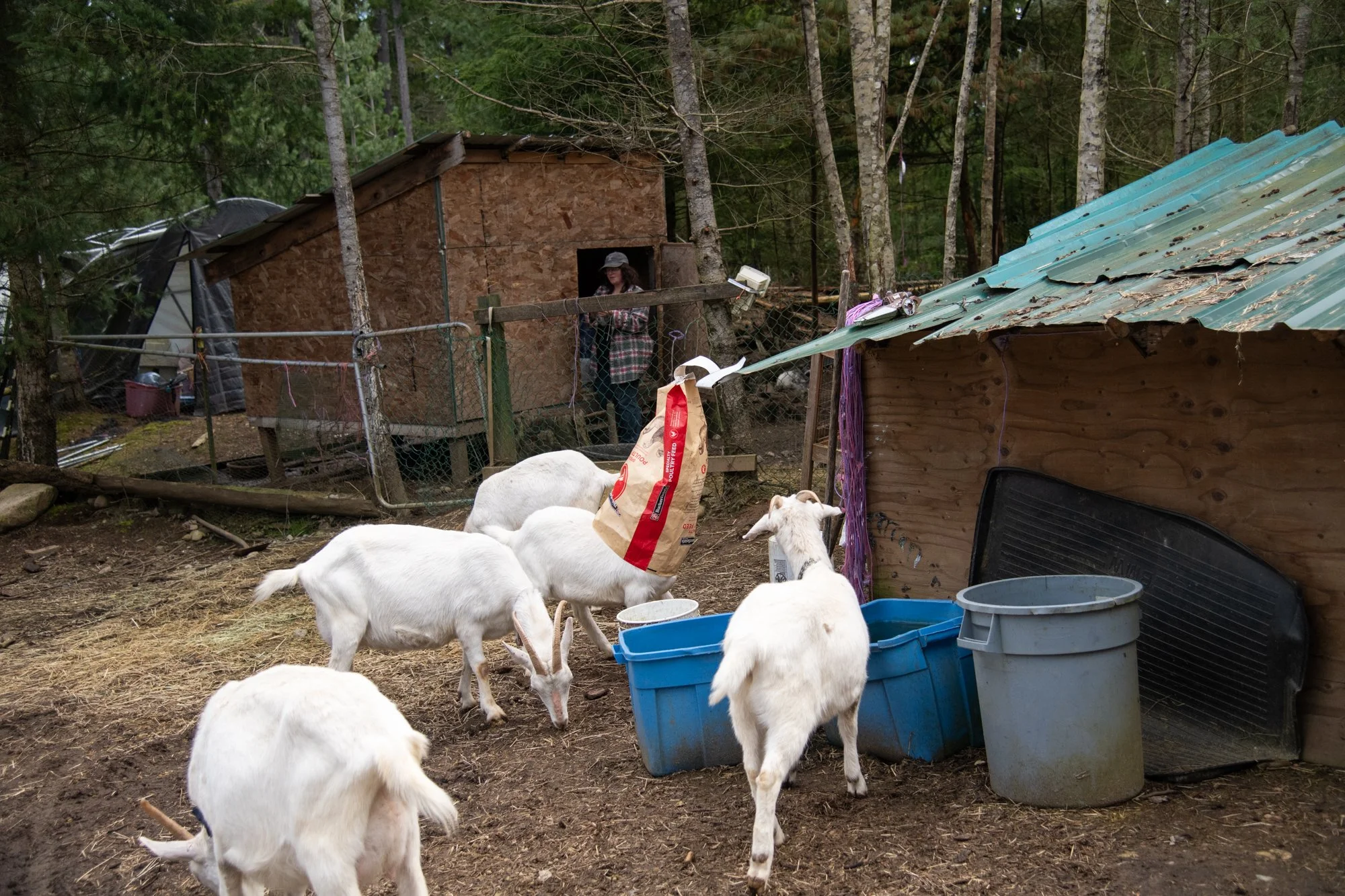 mapleheartranch-goats-007.jpg