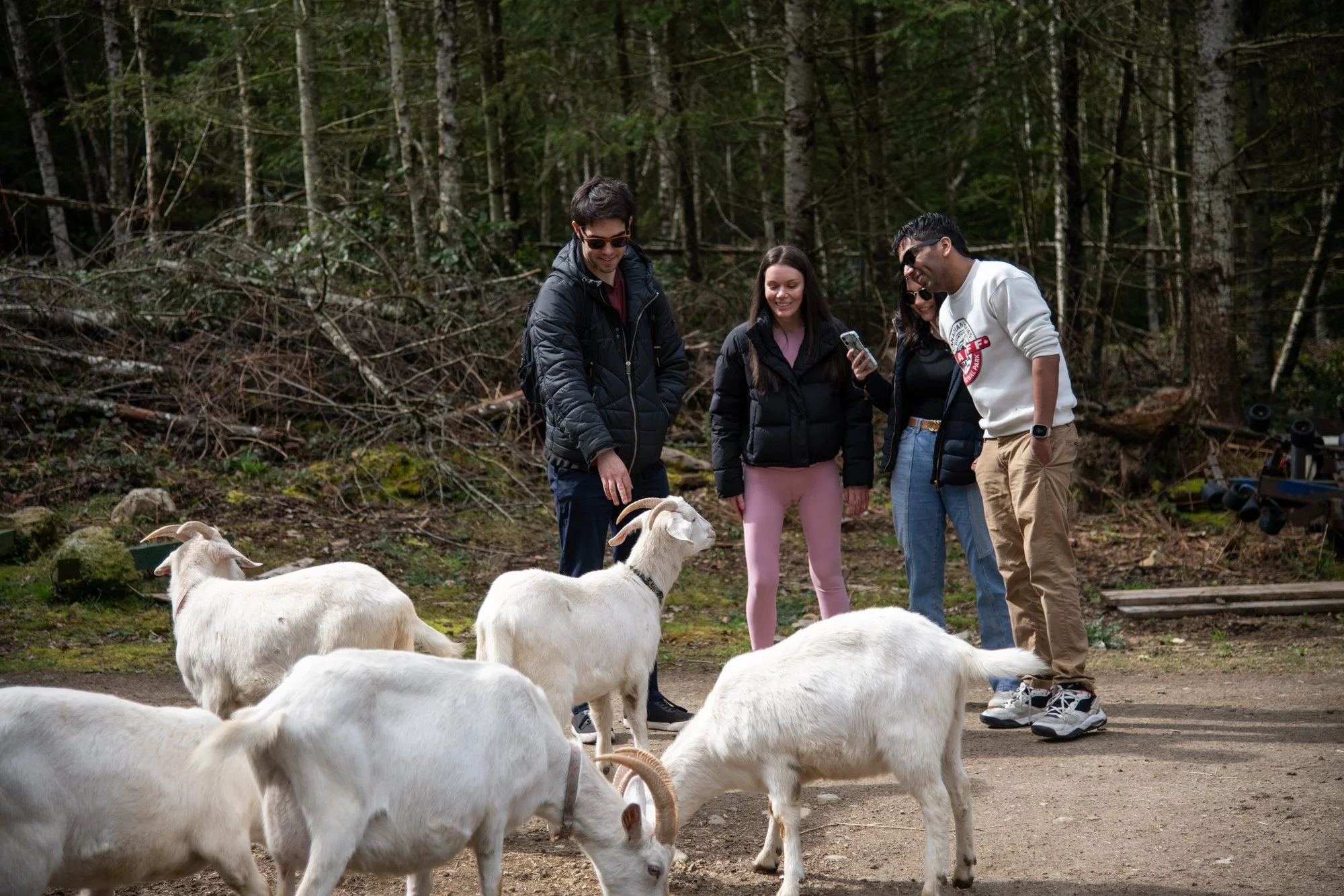 mapleheartranch-goats-008.jpg