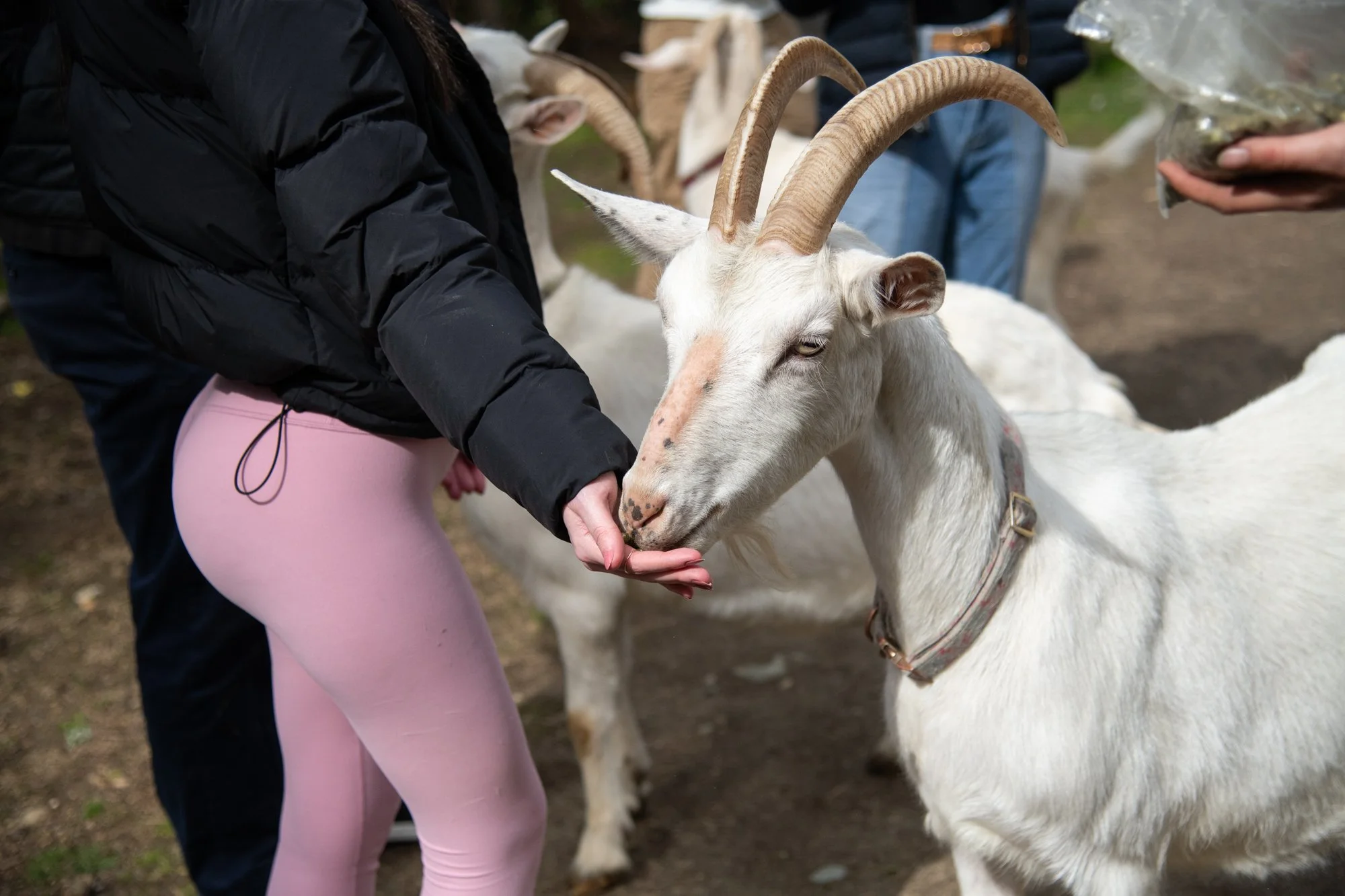 mapleheartranch-goats-011.jpg