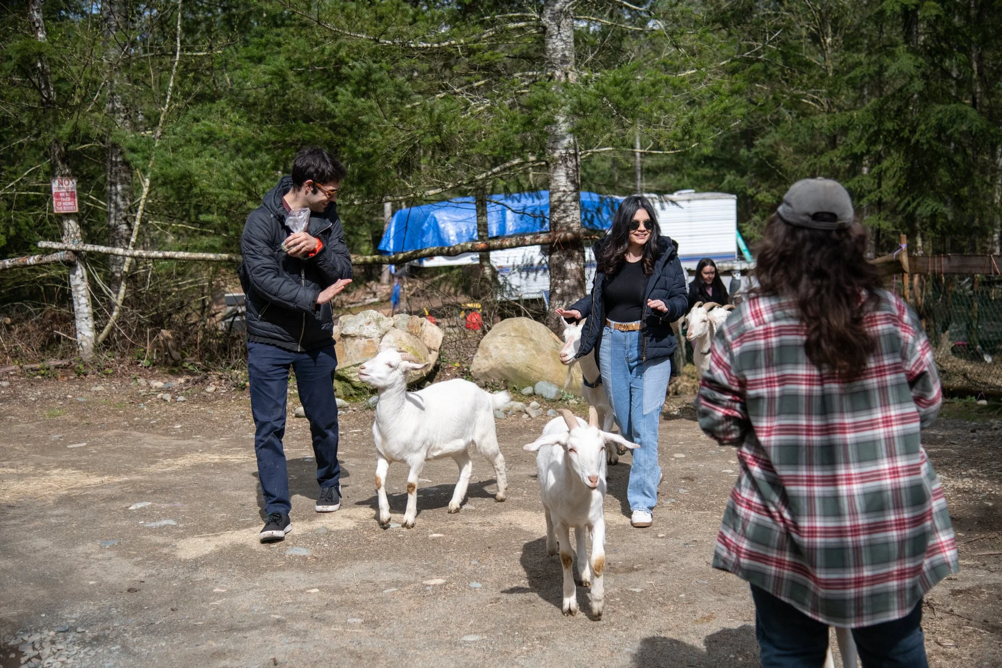 mapleheartranch-goats-013.jpg