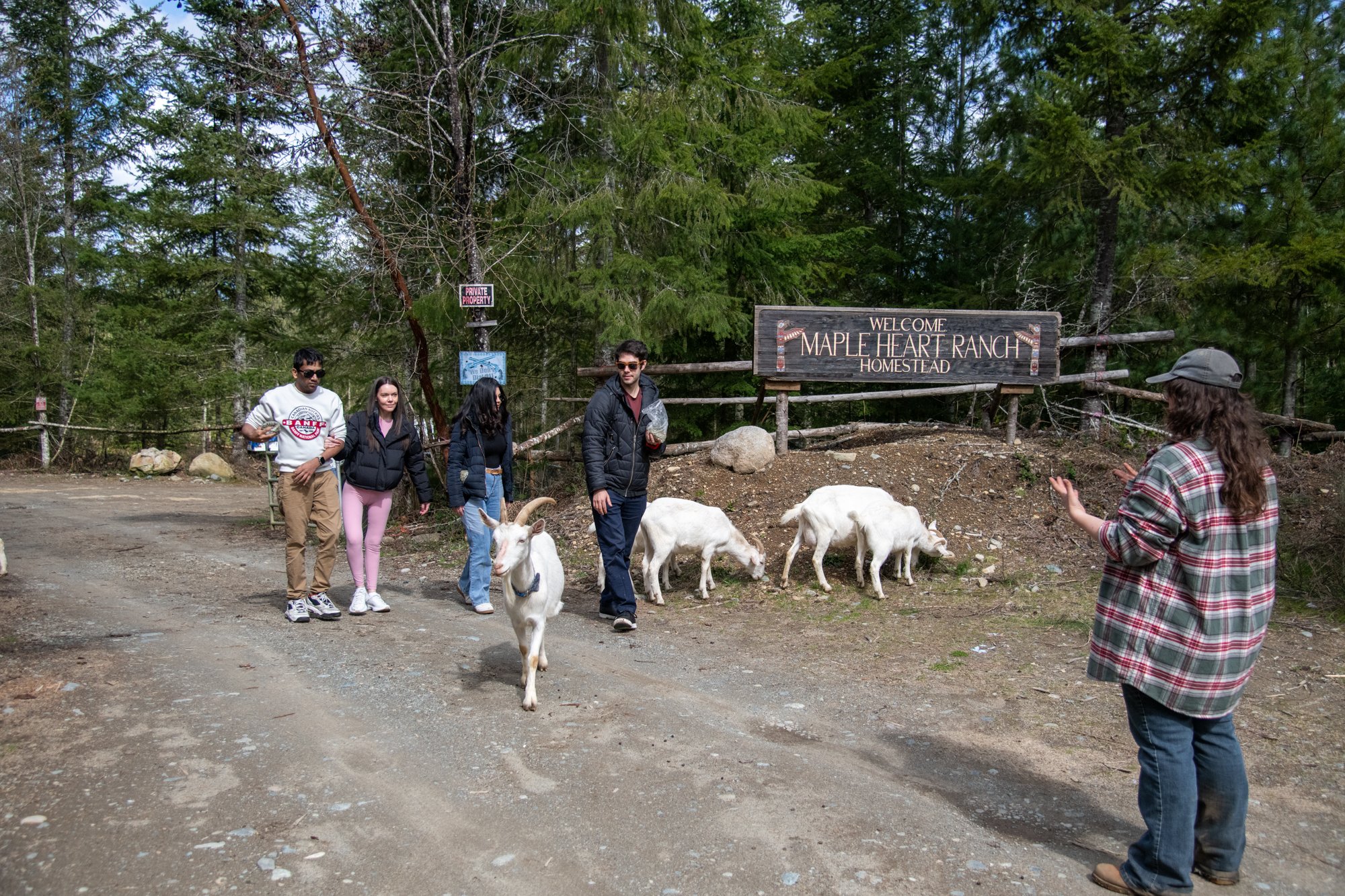 mapleheartranch-goats-014.jpg