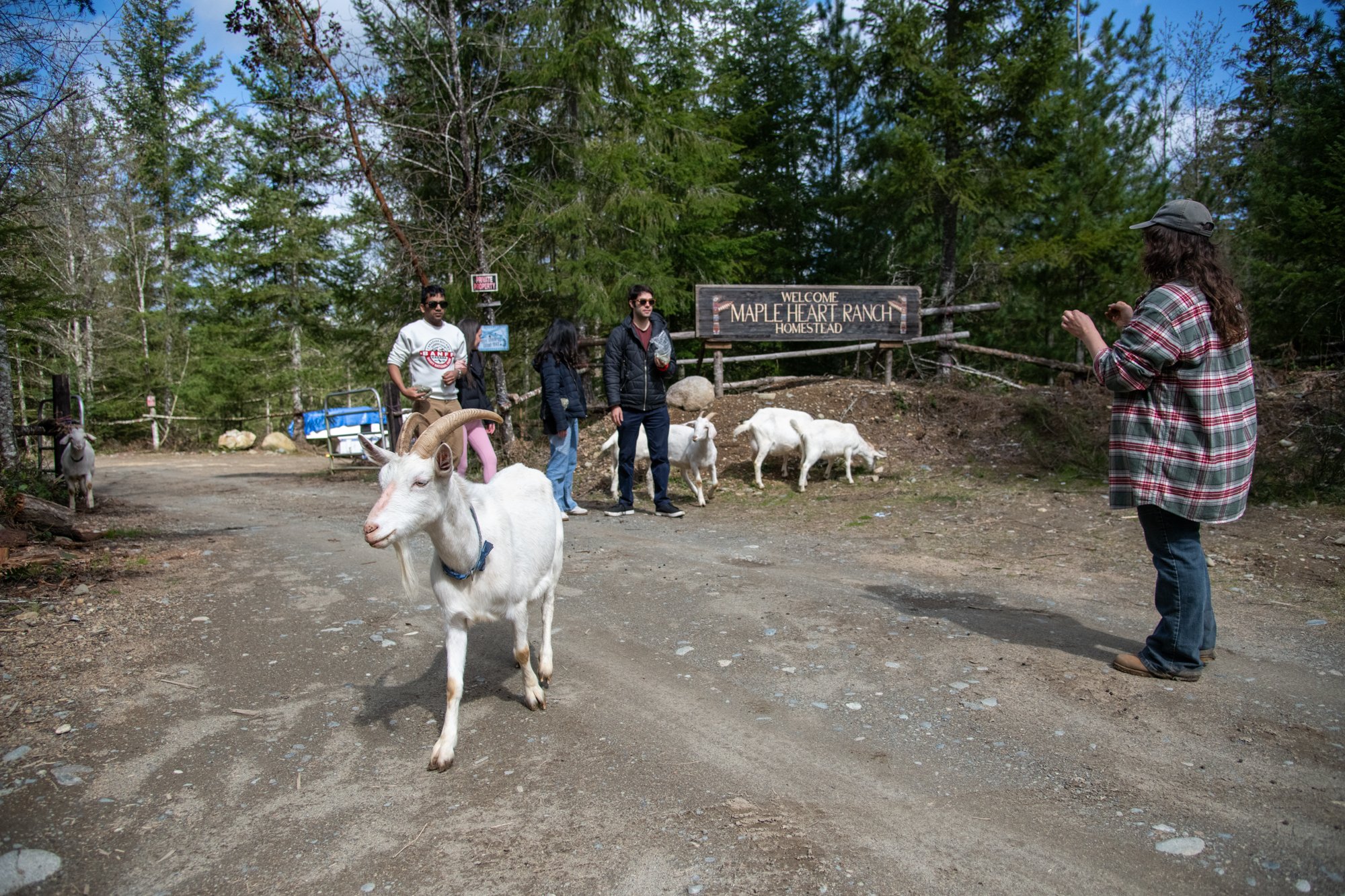 mapleheartranch-goats-015.jpg