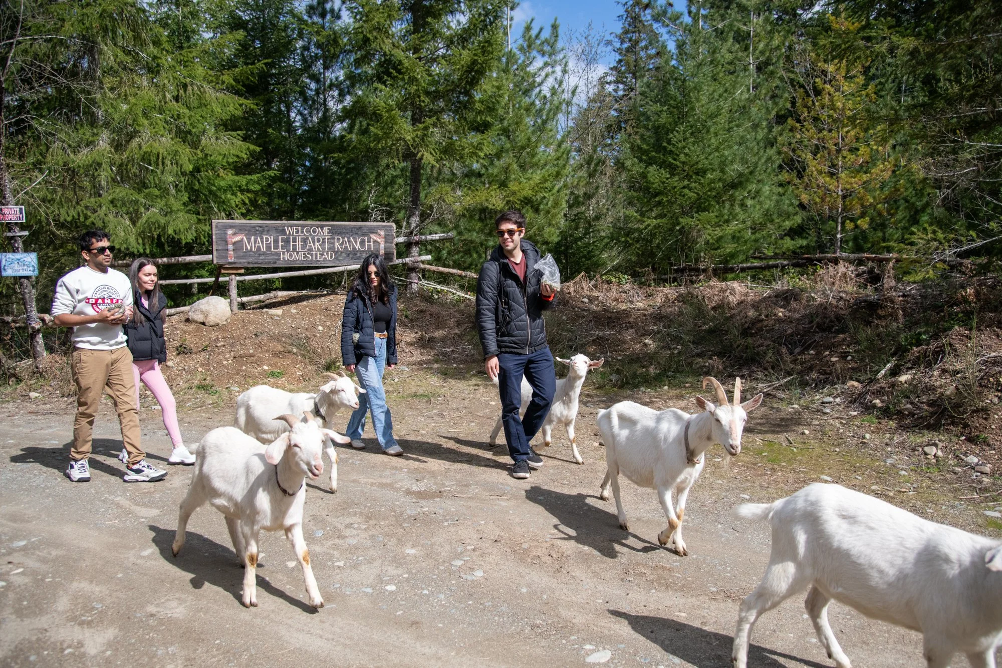 mapleheartranch-goats-016.jpg