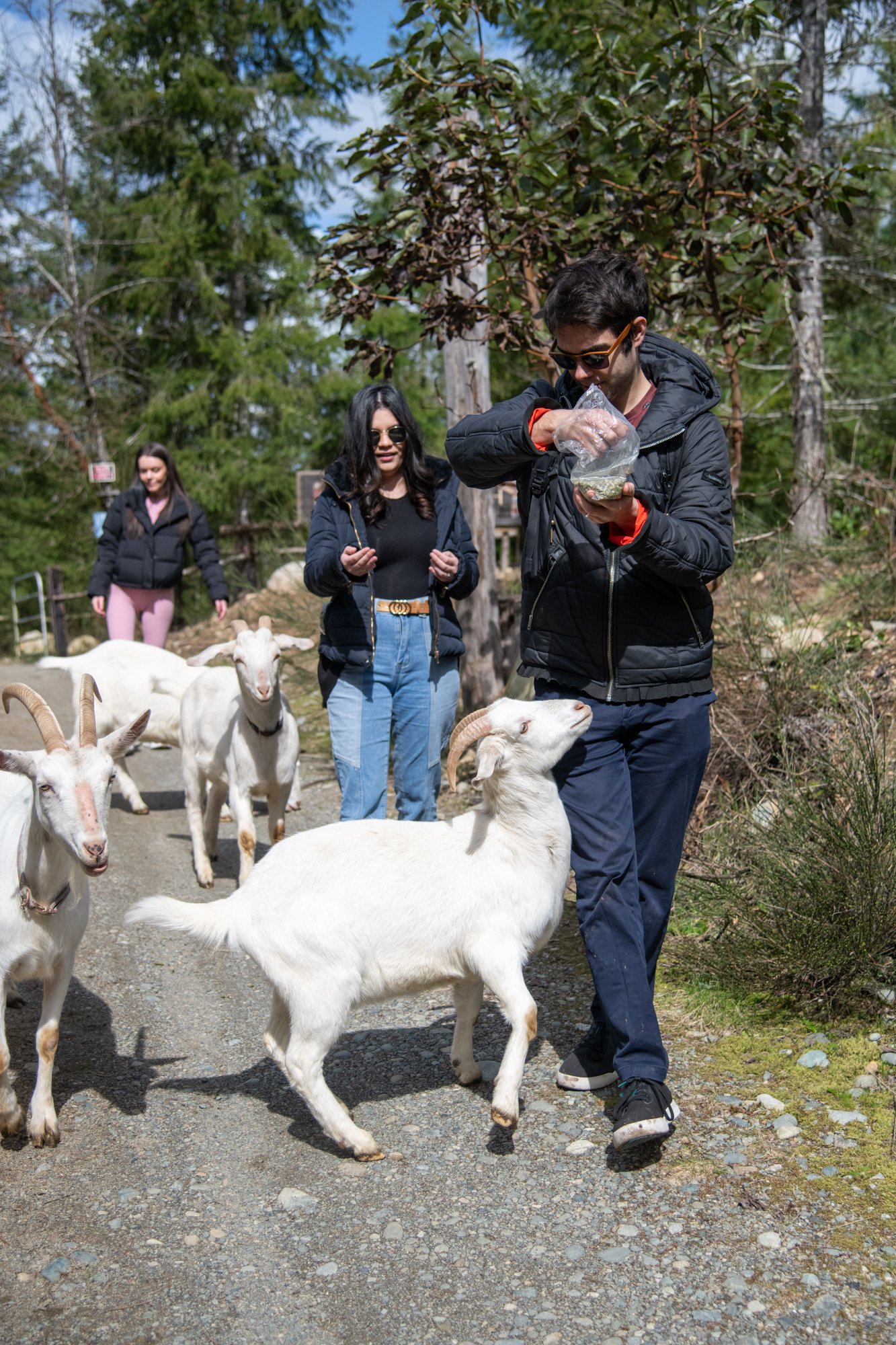 mapleheartranch-goats-017.jpg