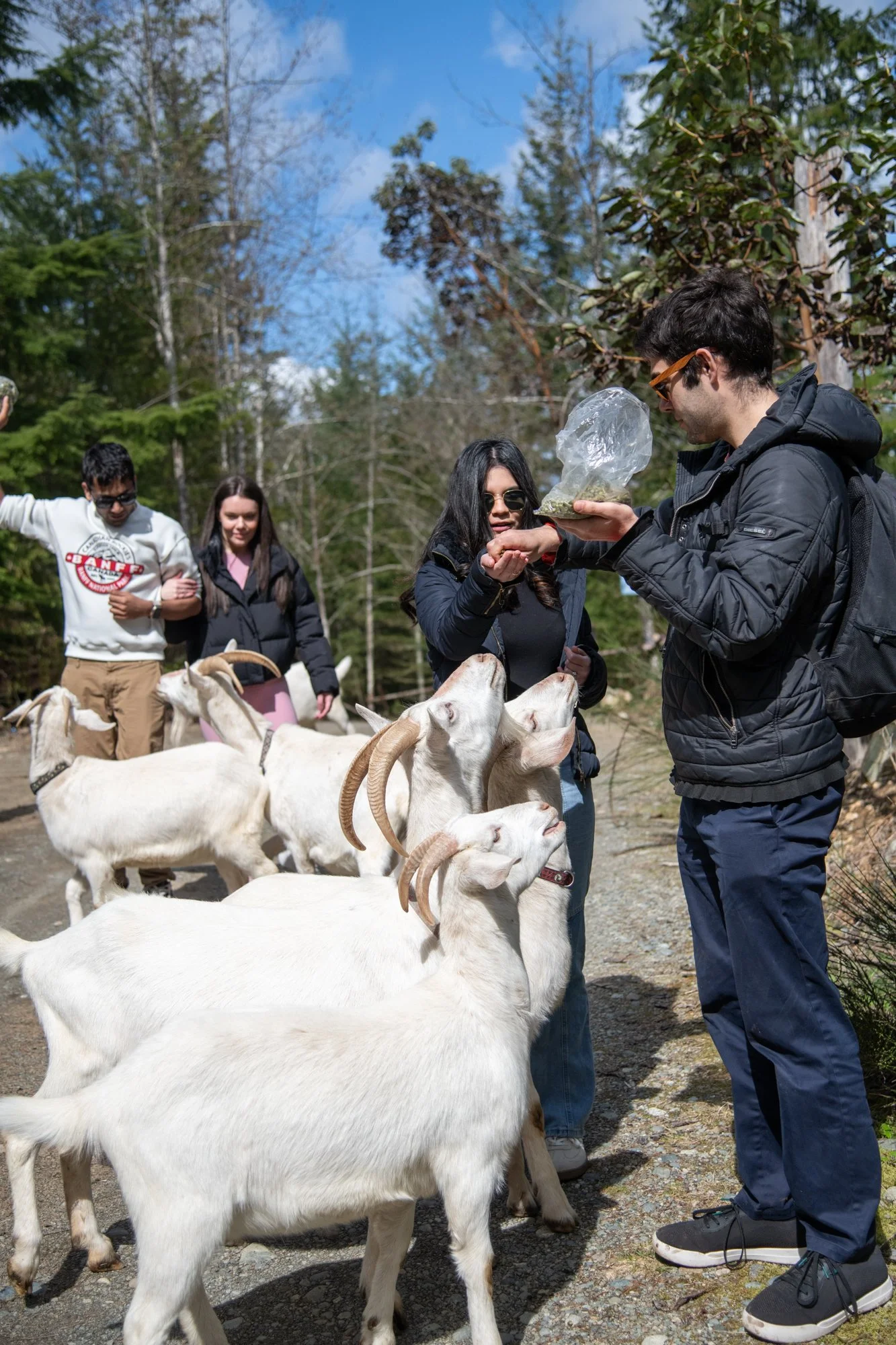 mapleheartranch-goats-018.jpg