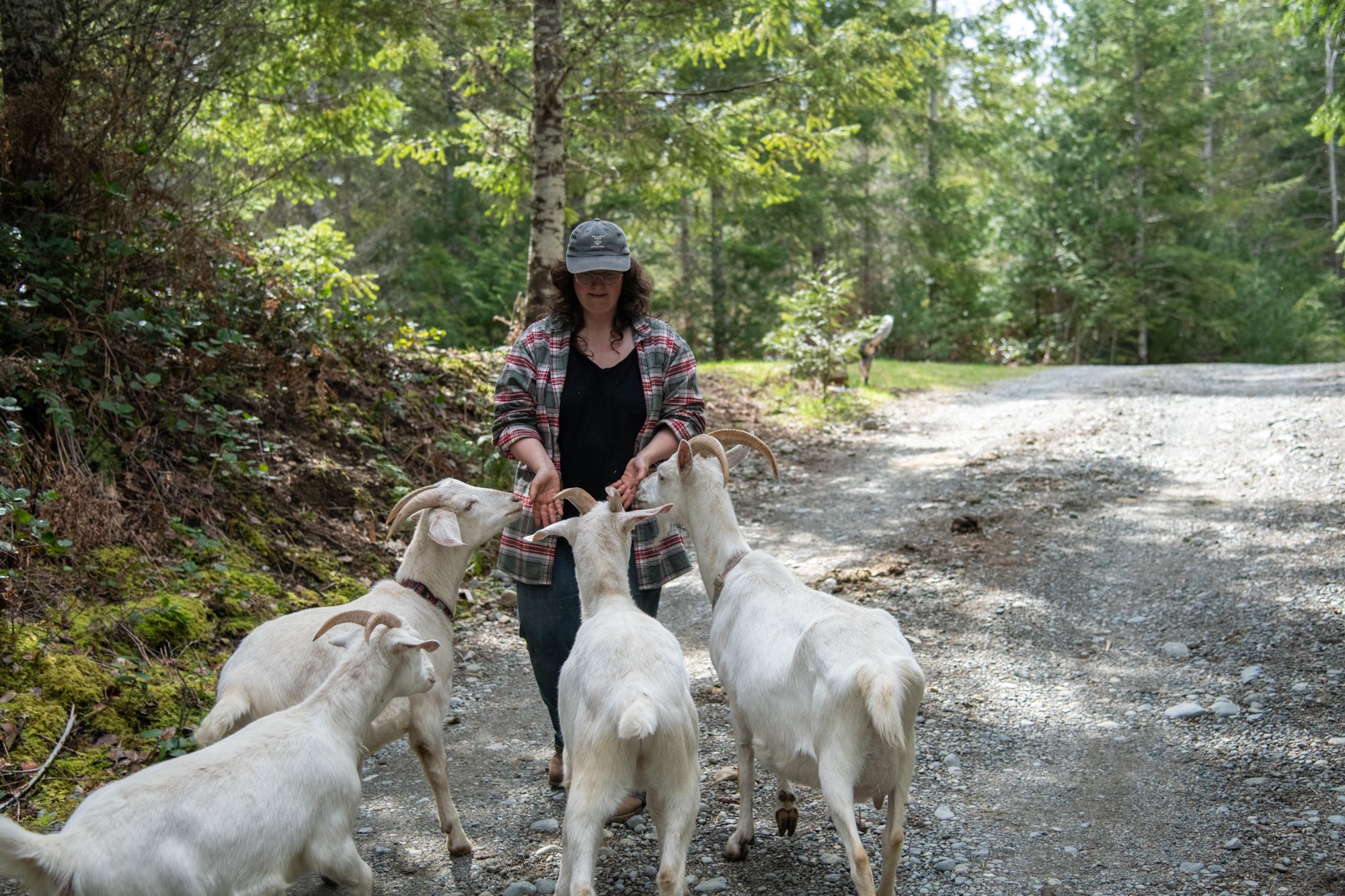 mapleheartranch-goats-019.jpg