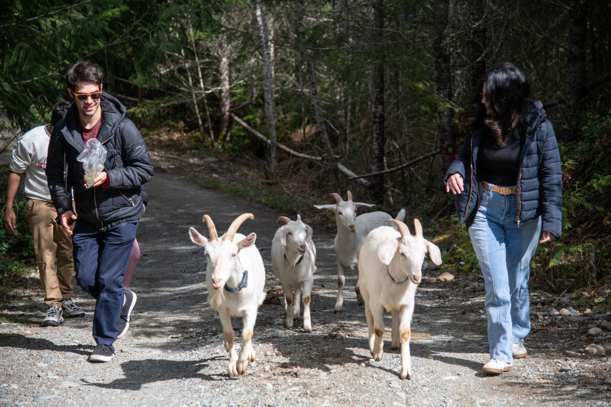 mapleheartranch-goats-020.jpg