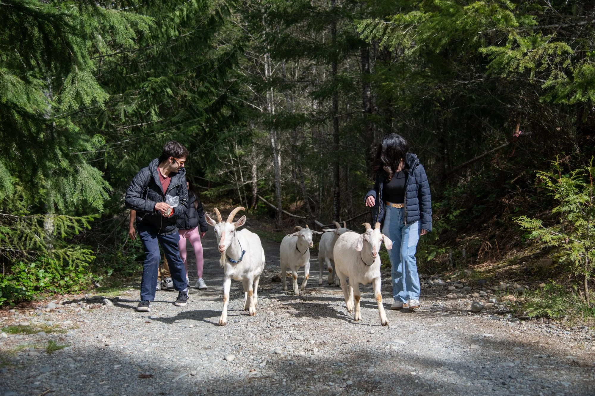 mapleheartranch-goats-021.jpg